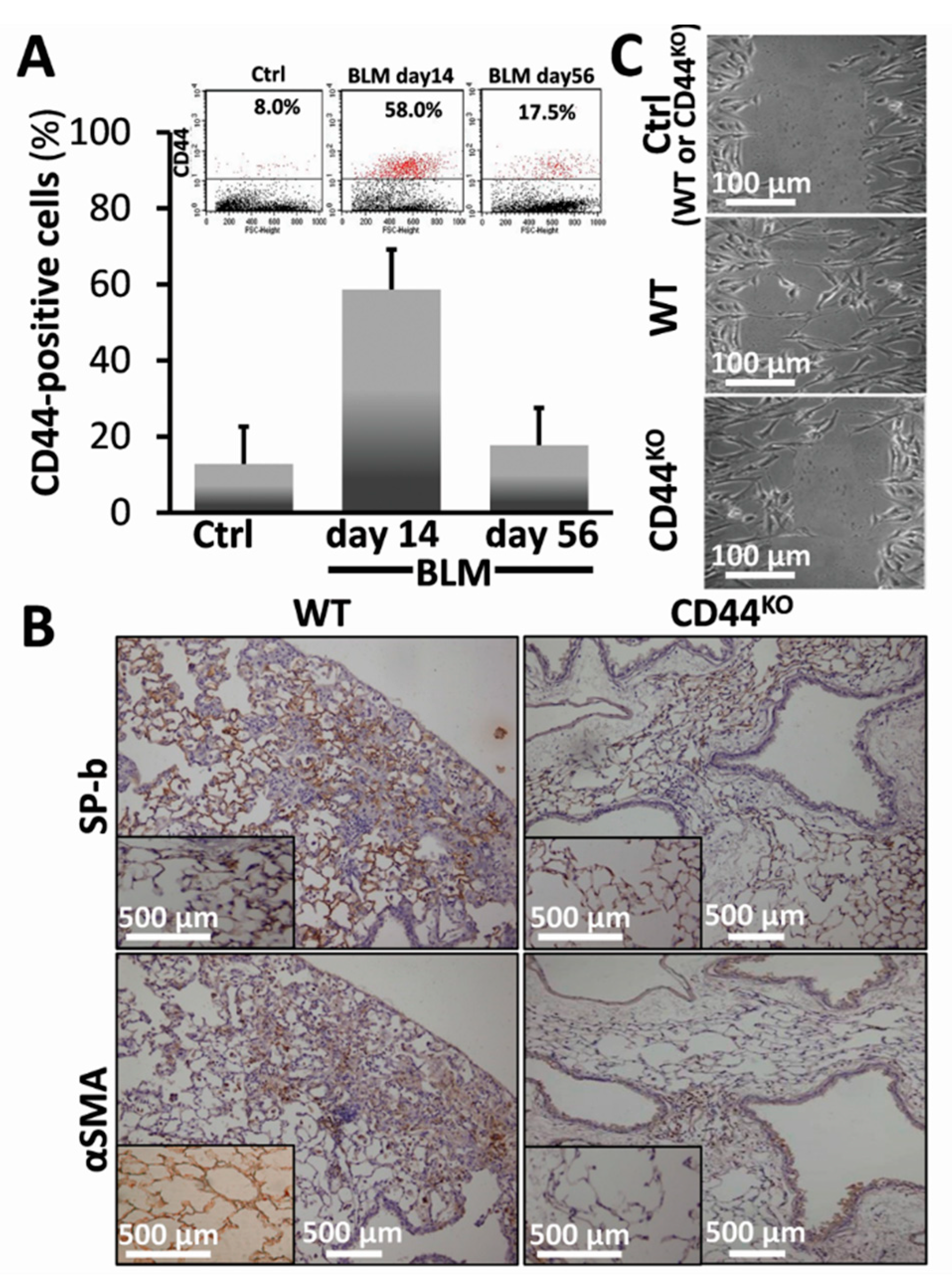 Cells 08 01211 g004 Cells 08 01211 g004