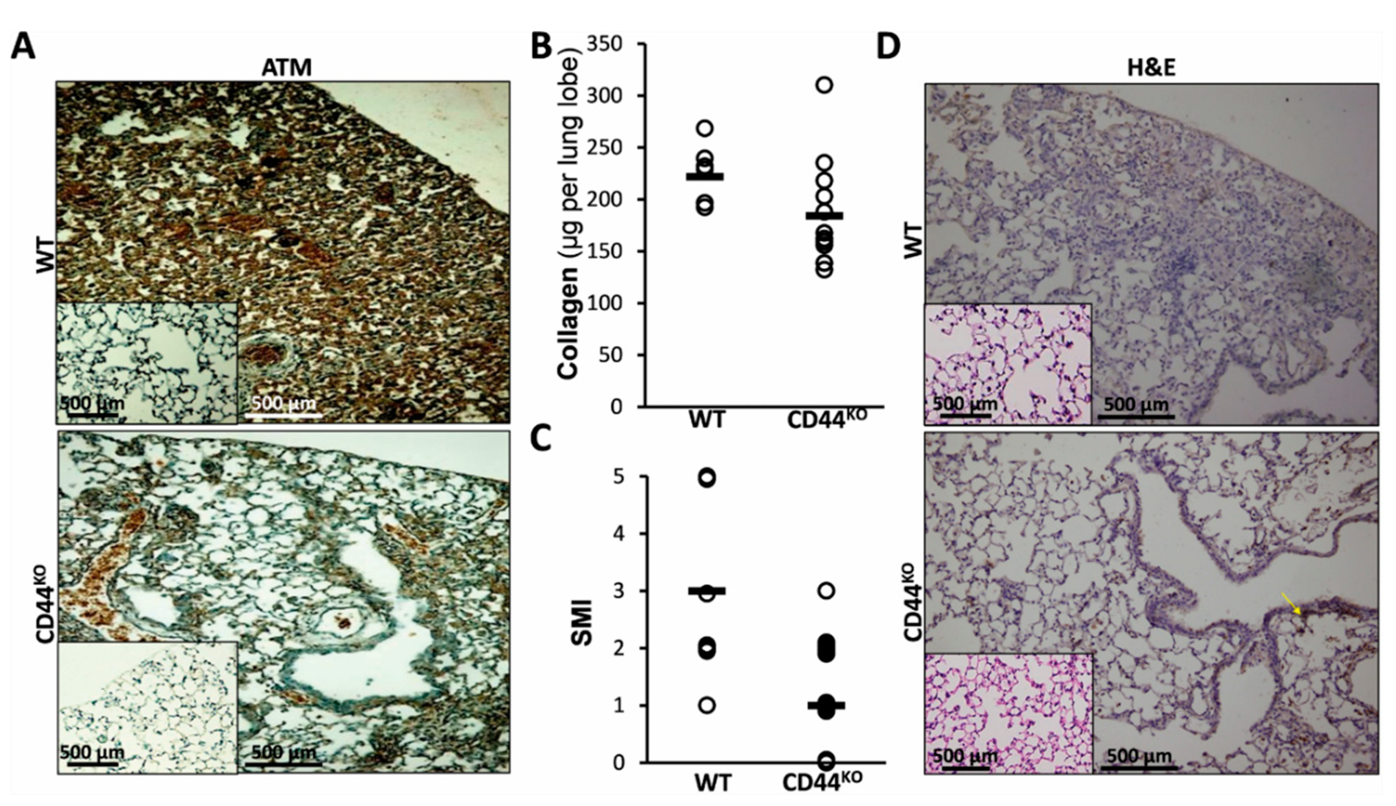 Cells 08 01211 g005 Cells 08 01211 g005