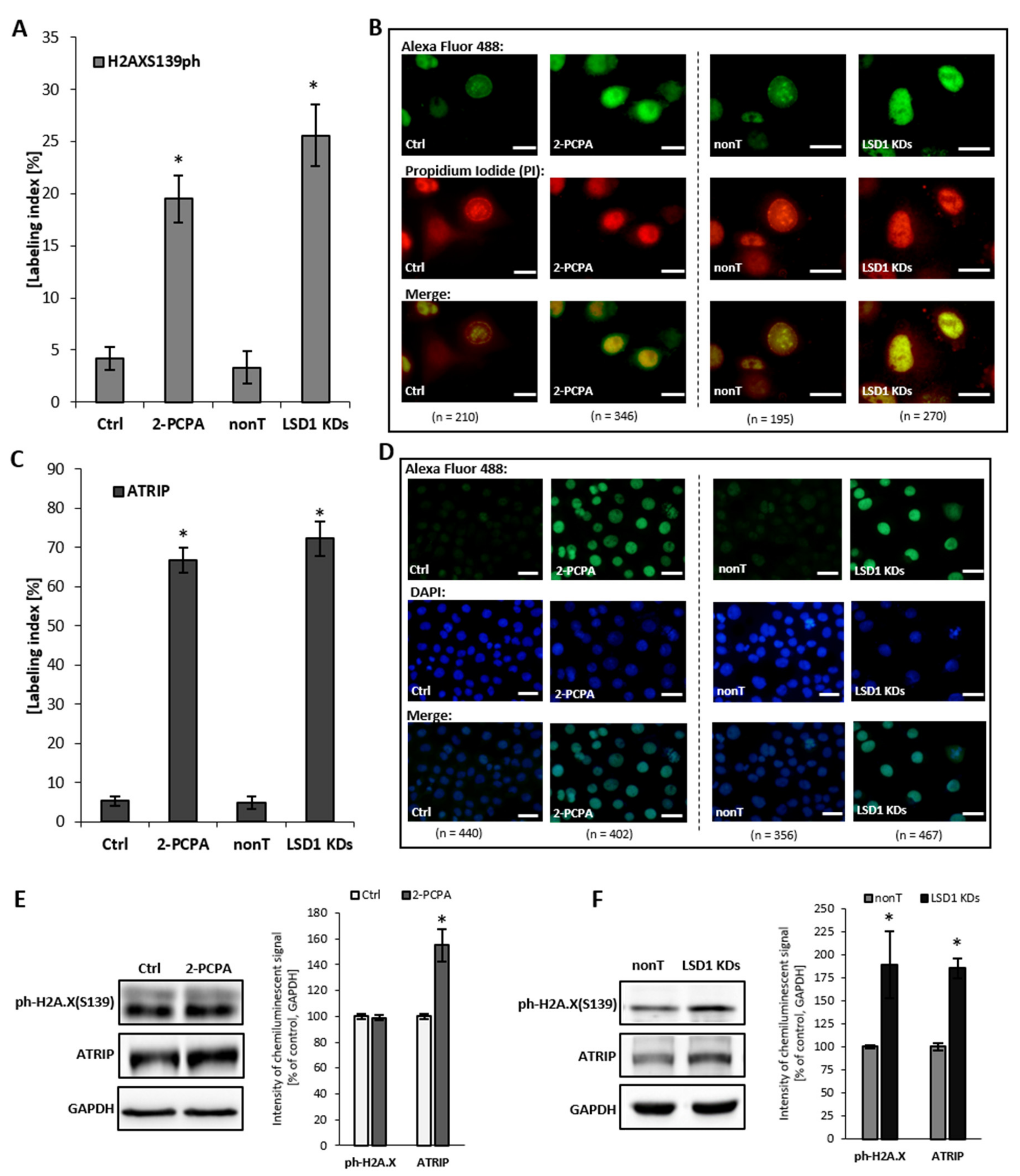 Cells 08 01212 g005 Cells 08 01212 g005