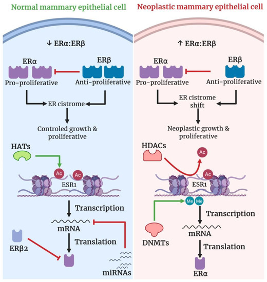MicroRNAs and Epigenetics Strategies to Reverse Breast Cancer