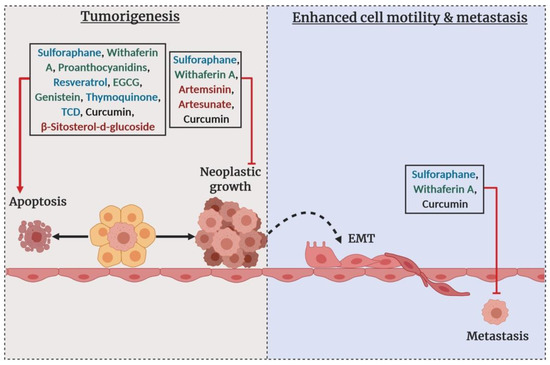 アーティファクトセット Metal Ion Signaling in Biomedicine | Chemical Reviews