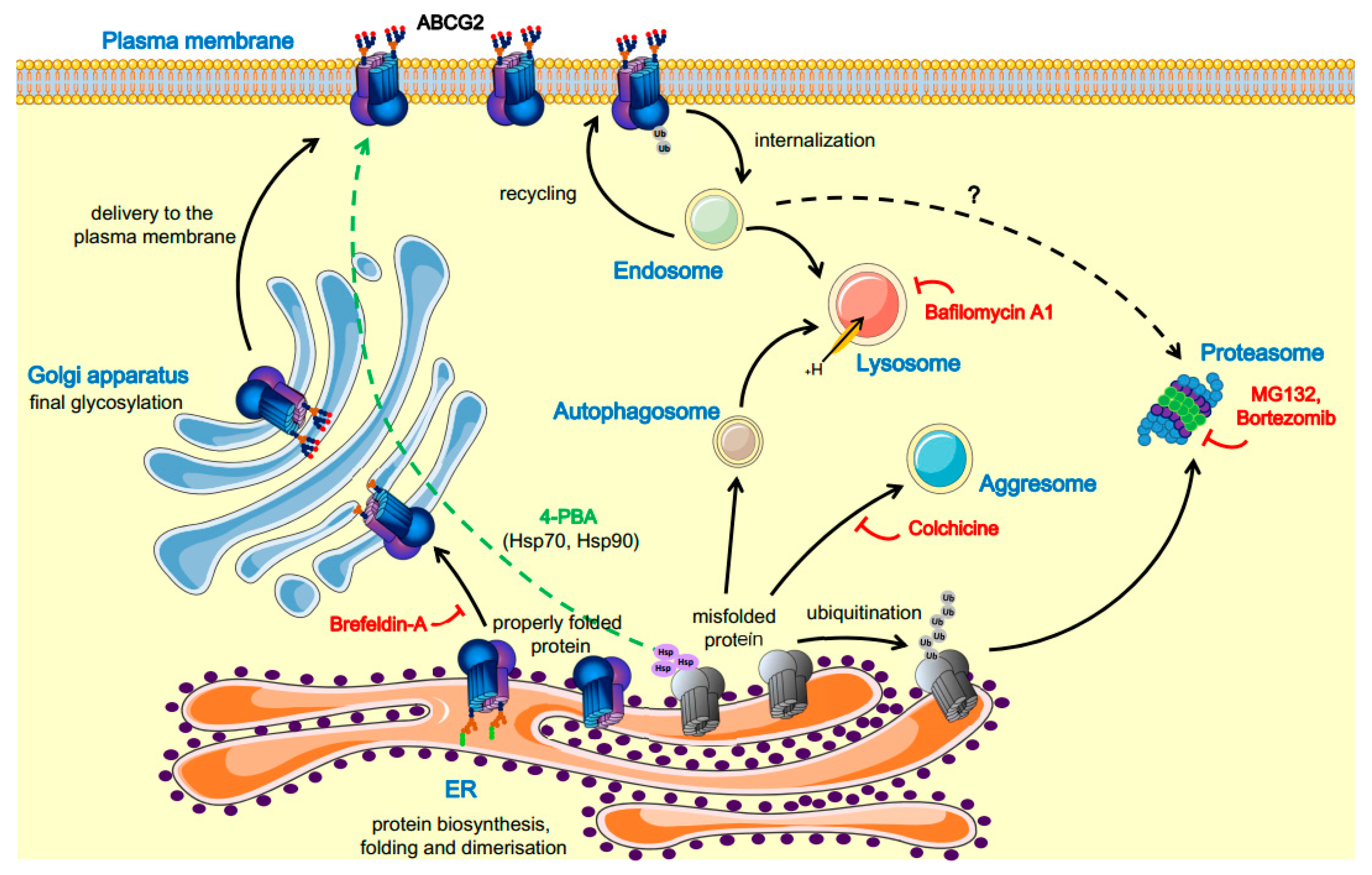 Cellular Processing of the ABCG2 Transporter—Potential