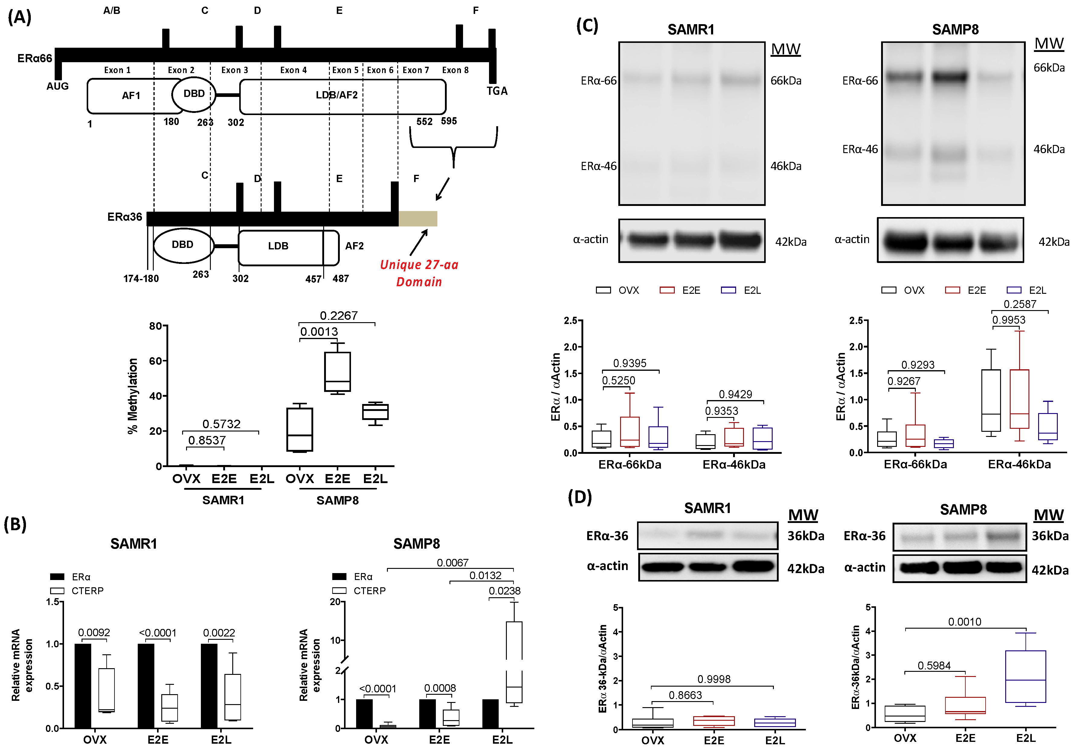 Cells 08 01217 g005 Cells 08 01217 g005