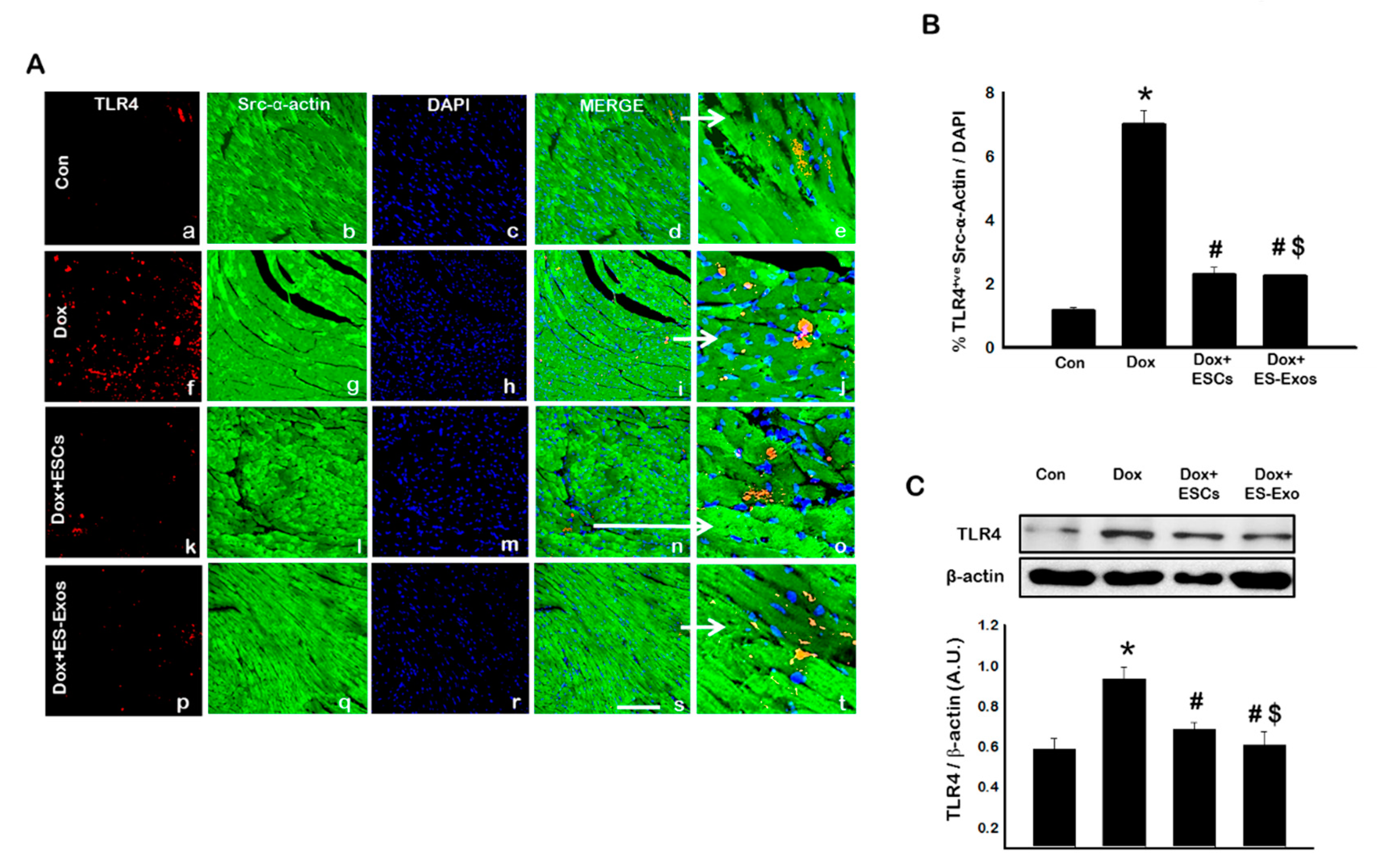 Cells 08 01224 g002 Cells 08 01224 g002