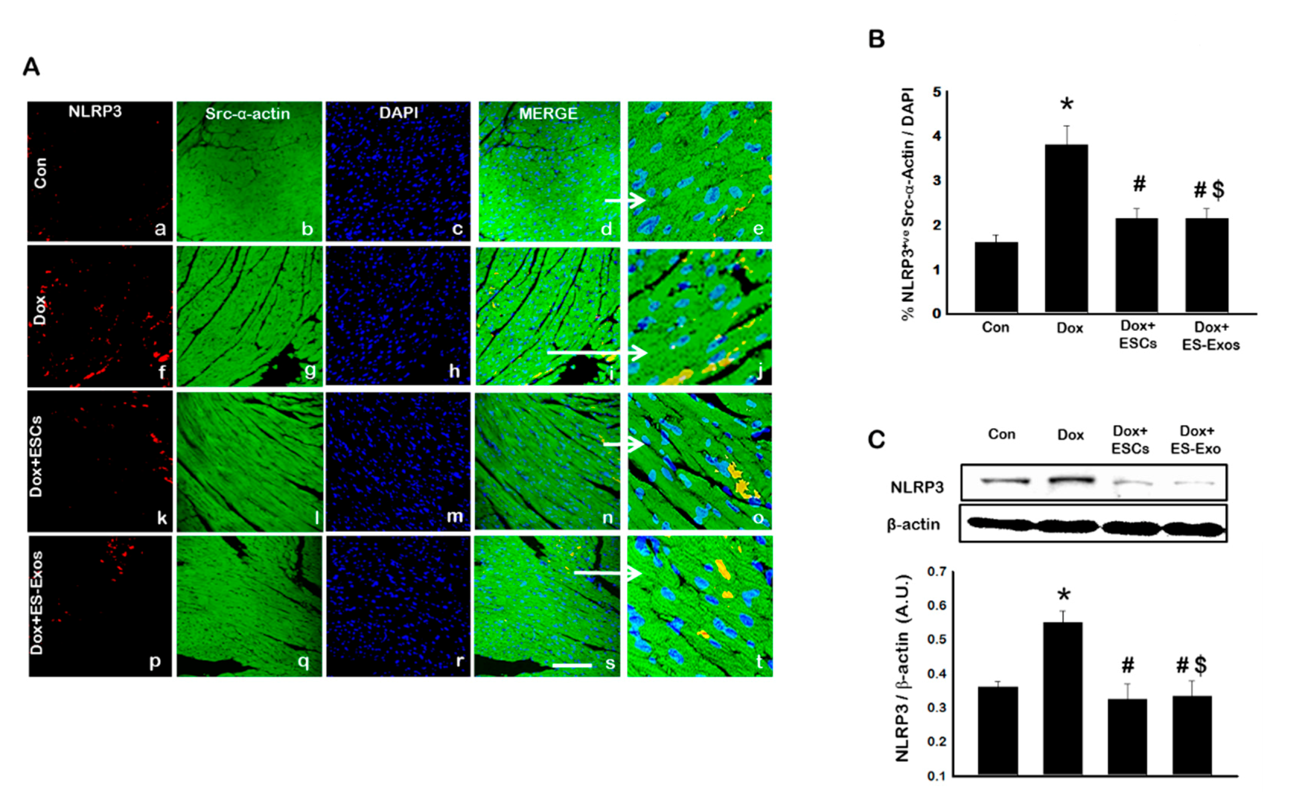 Cells 08 01224 g003 Cells 08 01224 g003