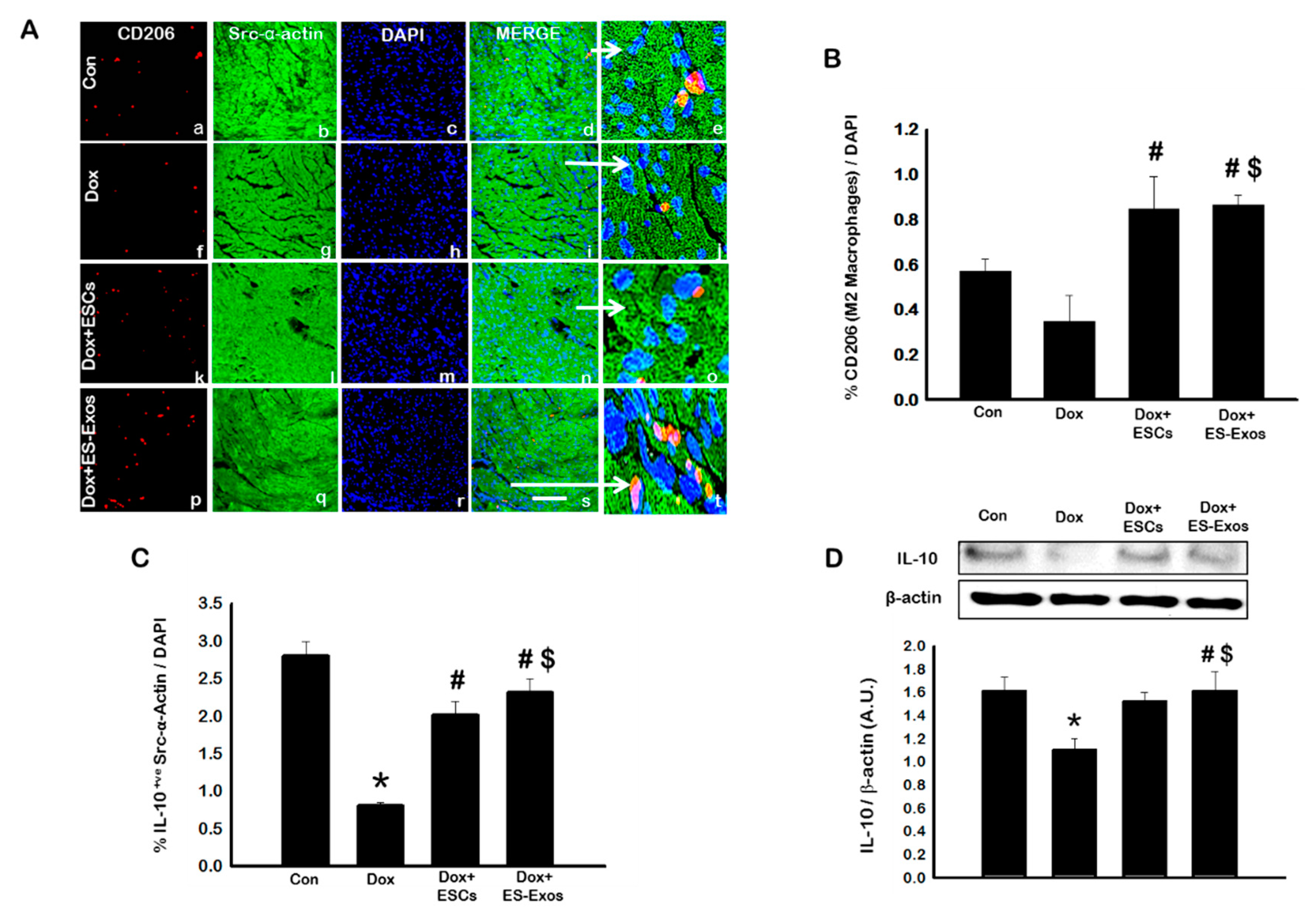Cells 08 01224 g007 Cells 08 01224 g007