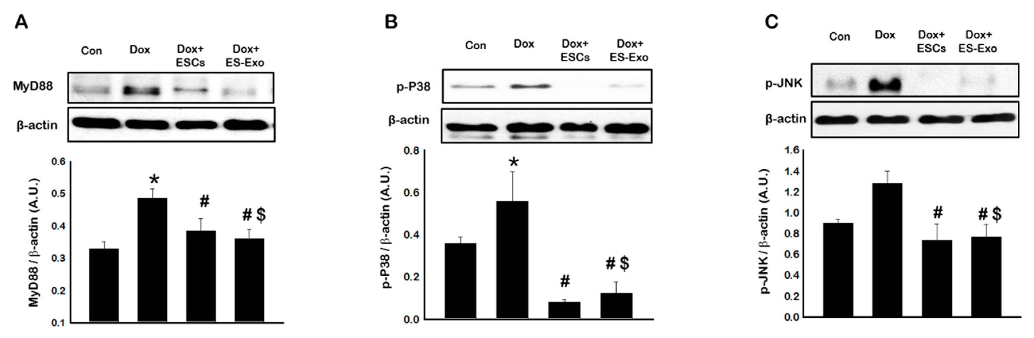 Cells 08 01224 g008 Cells 08 01224 g008