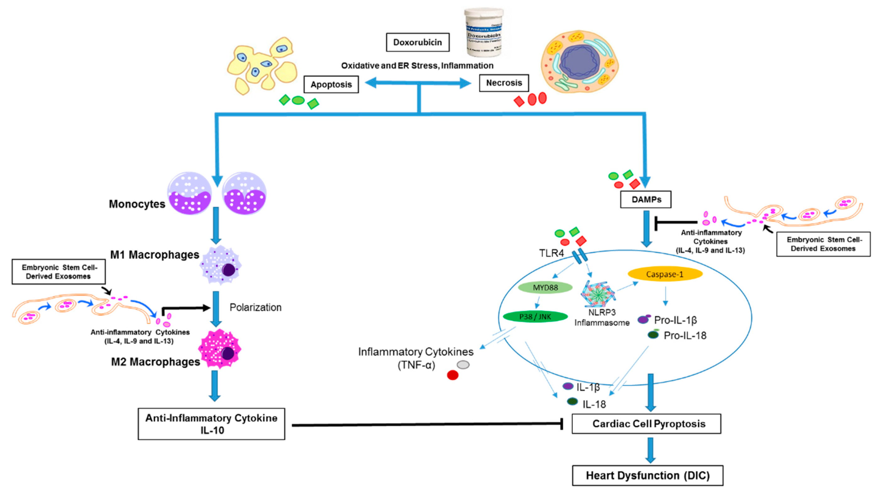 Cells Free Full Text Exosome Treatment Enhances Anti Inflammatory M2 Macrophages And Reduces Inflammation Induced Pyroptosis In Doxorubicin Induced Cardiomyopathy