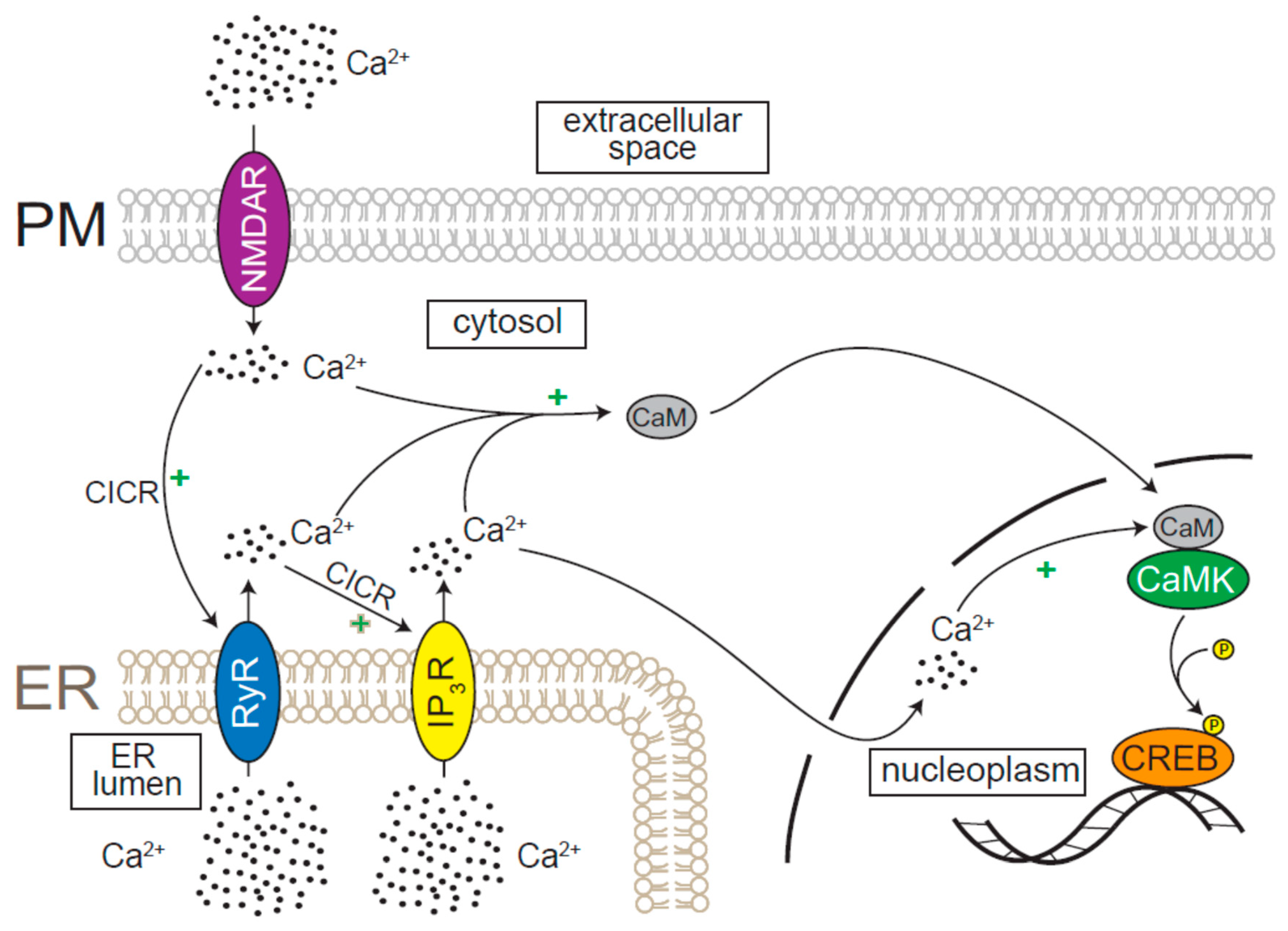 Cells 08 01232 g003