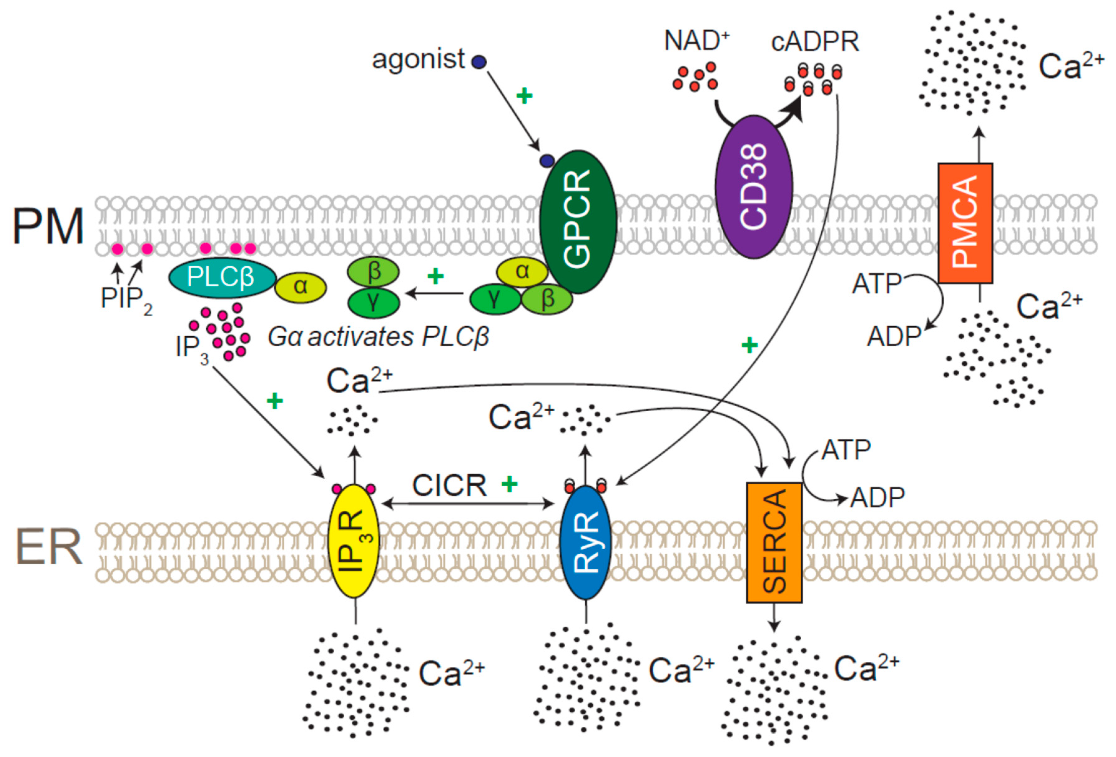 Diagram of the cell membrane of the axon