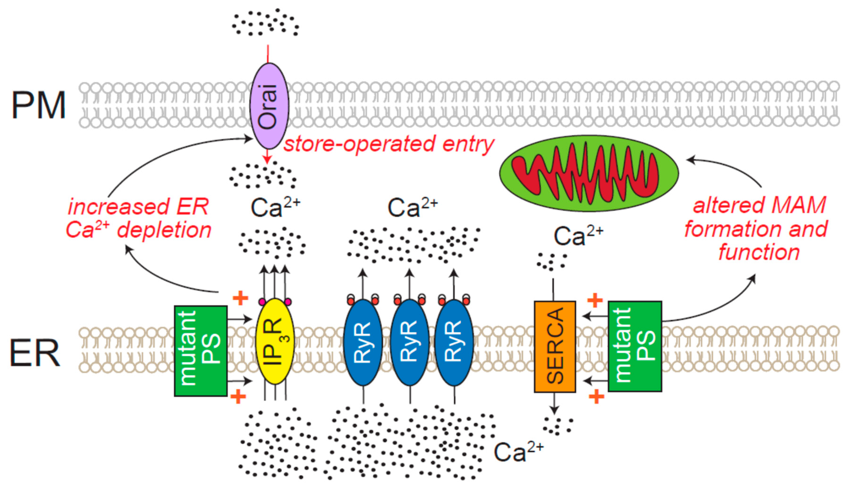 Cells 08 01232 g006