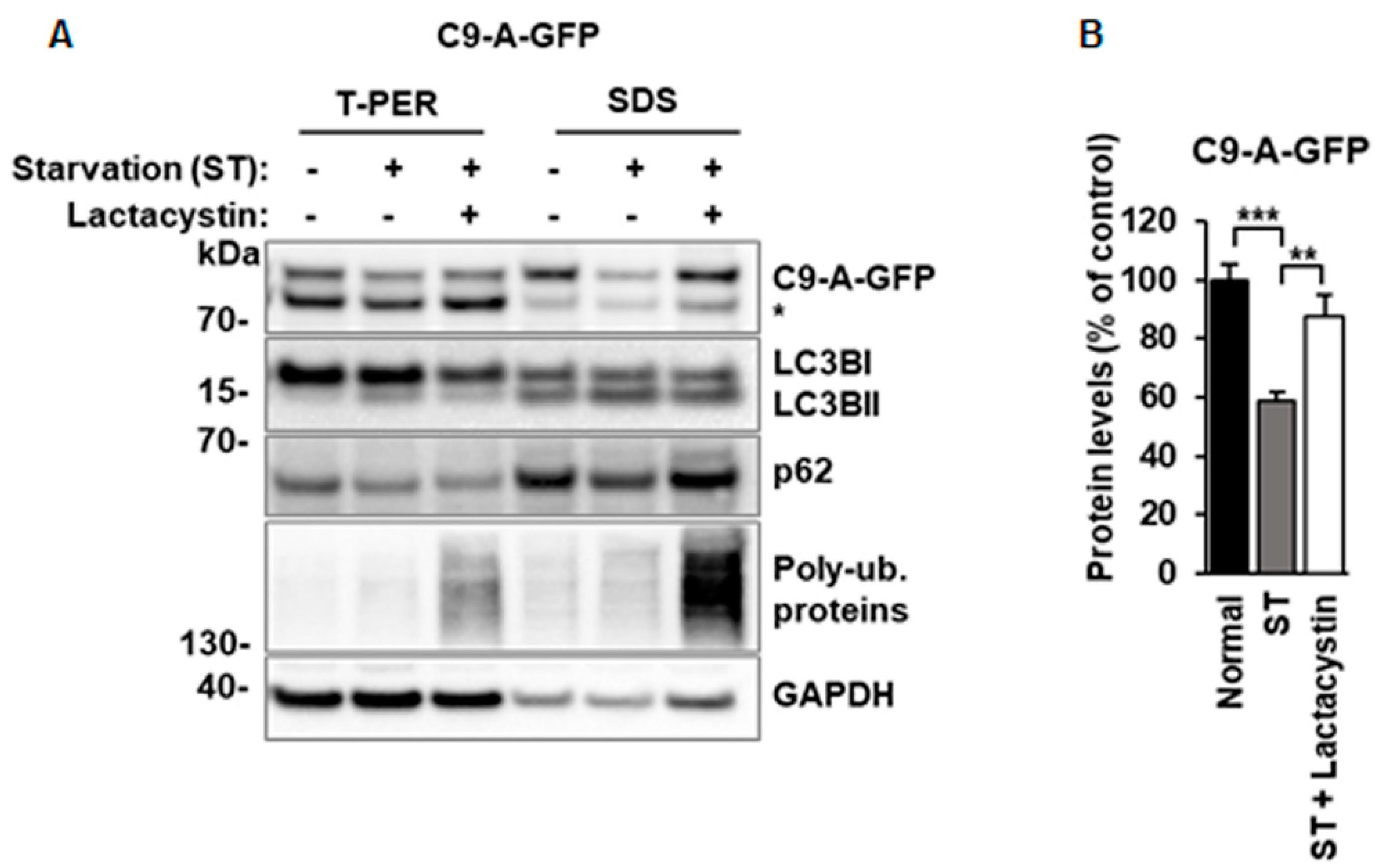 Cells 08 01233 g006 Cells 08 01233 g006