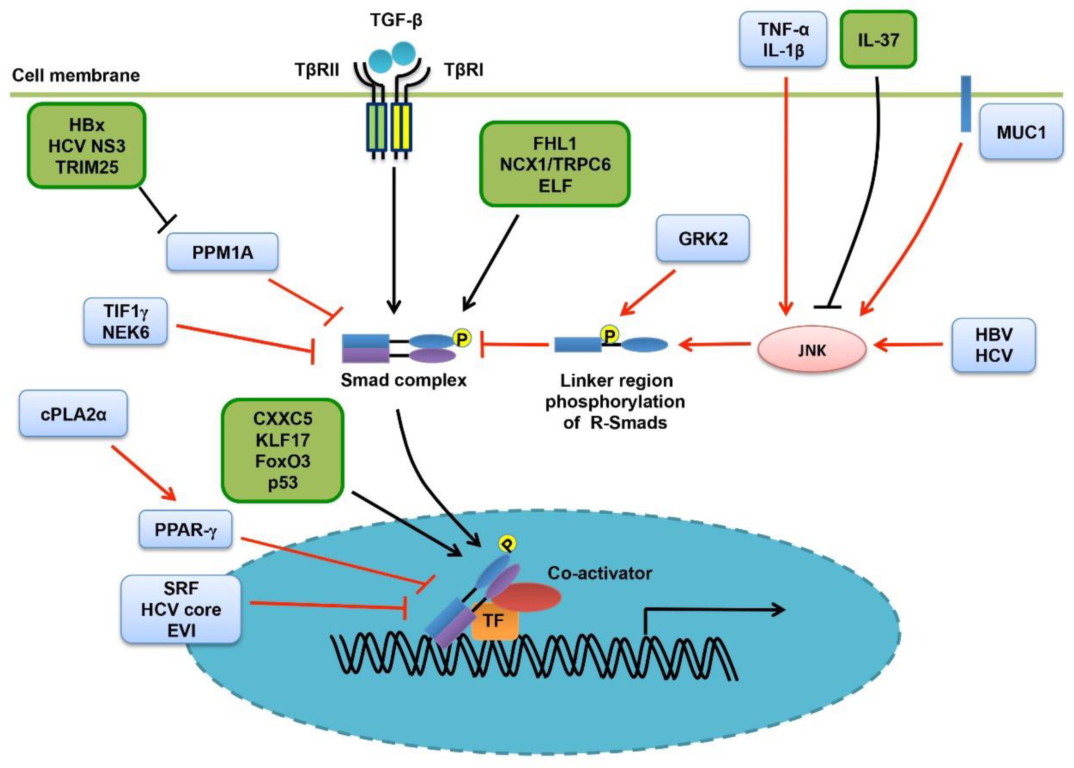 Cells Free FullText Contextual Regulation of TGFβ Signaling in Liver Cancer