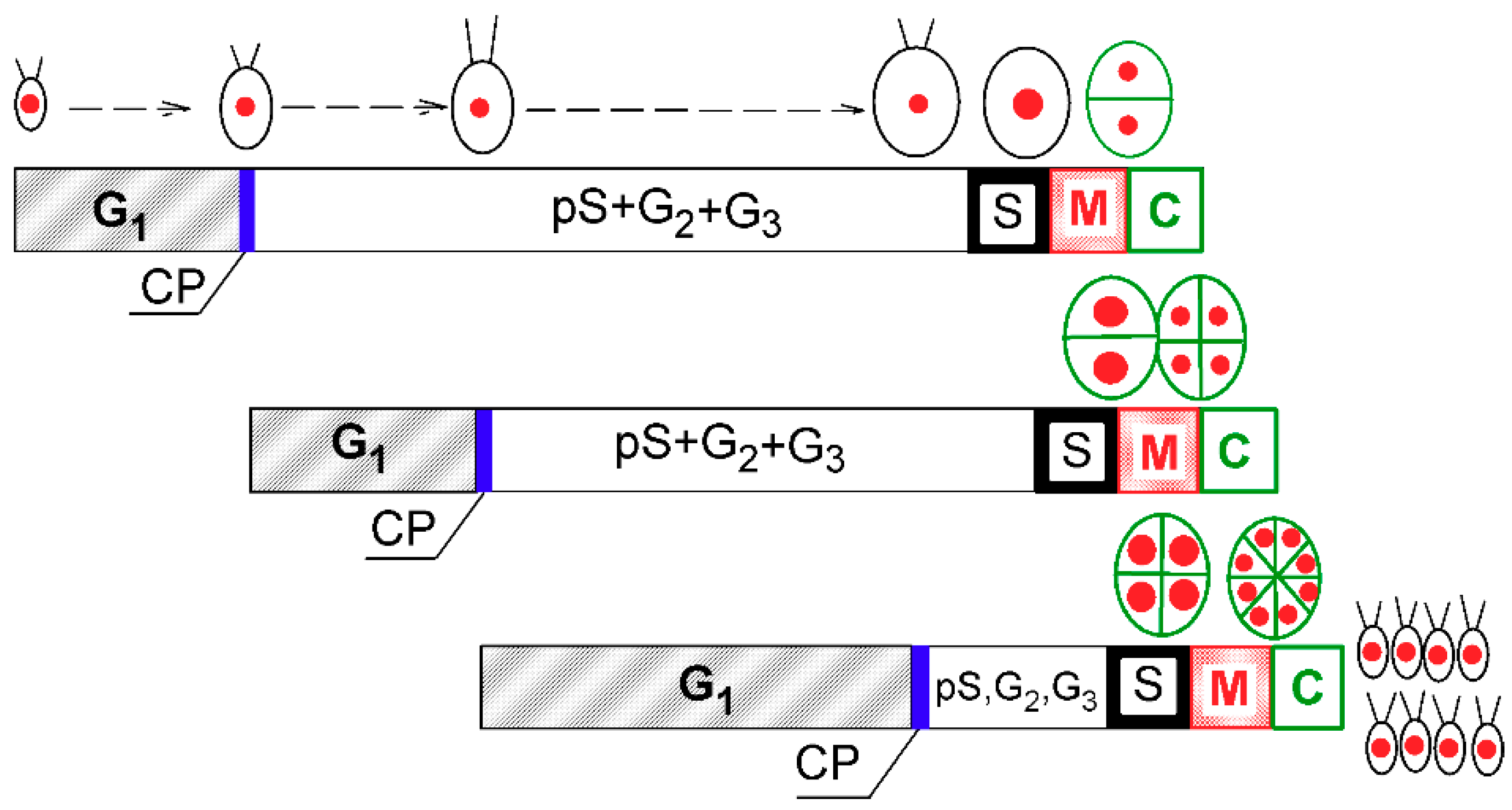 Cells 08 01237 g001 550