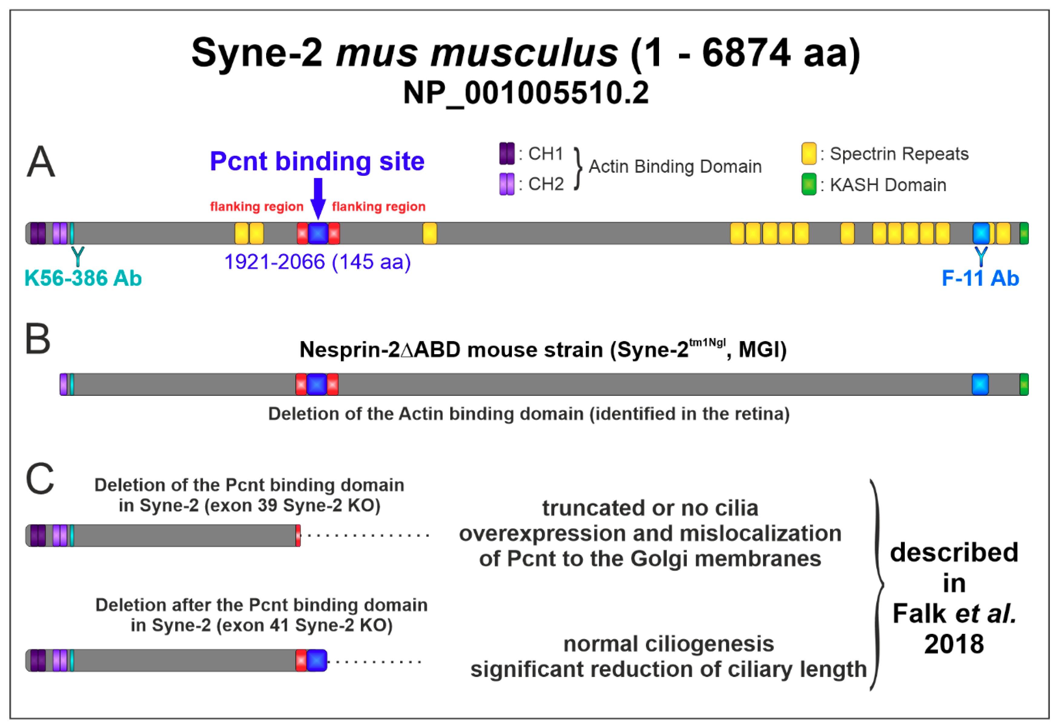 Cells 08 01238 g002 Cells 08 01238 g002