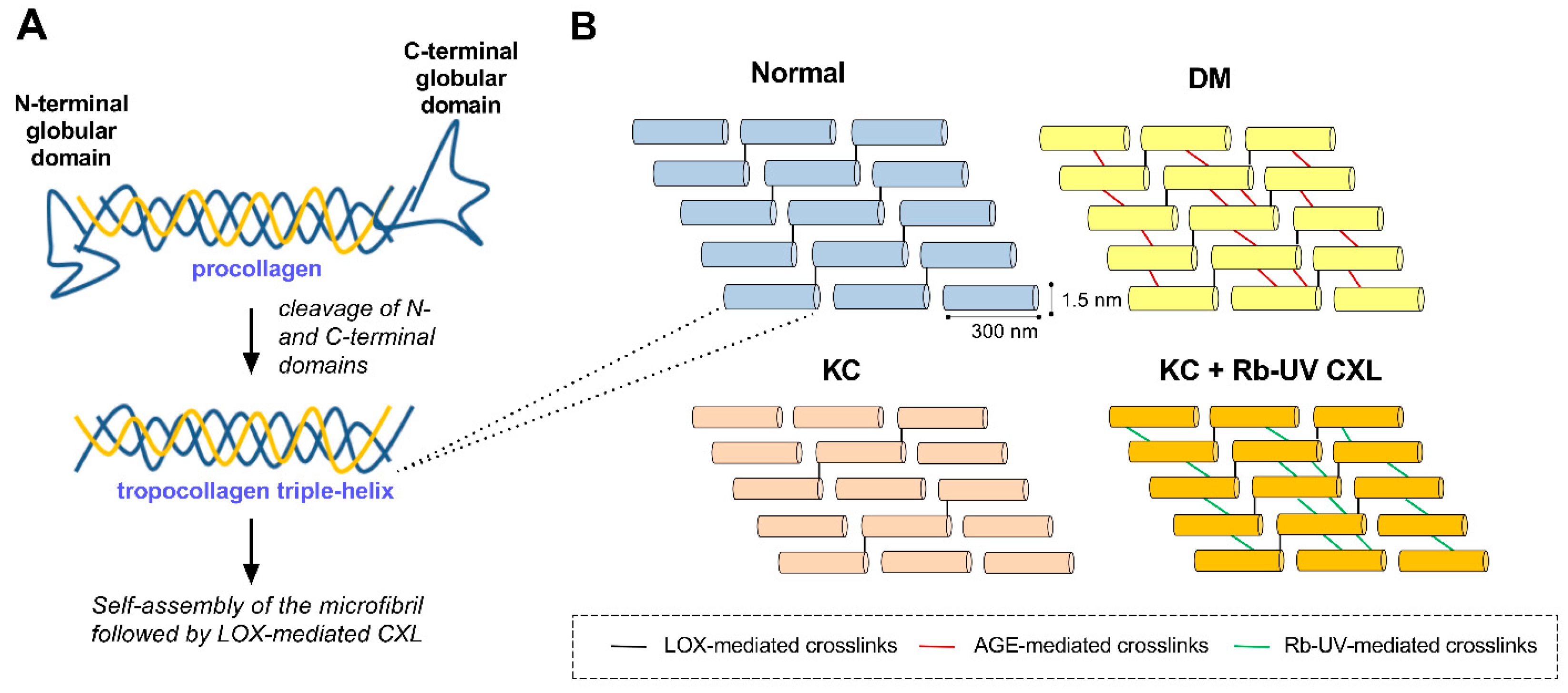 Cells Free Full Text Mechanisms Of Collagen Crosslinking In Diabetes And Keratoconus Html