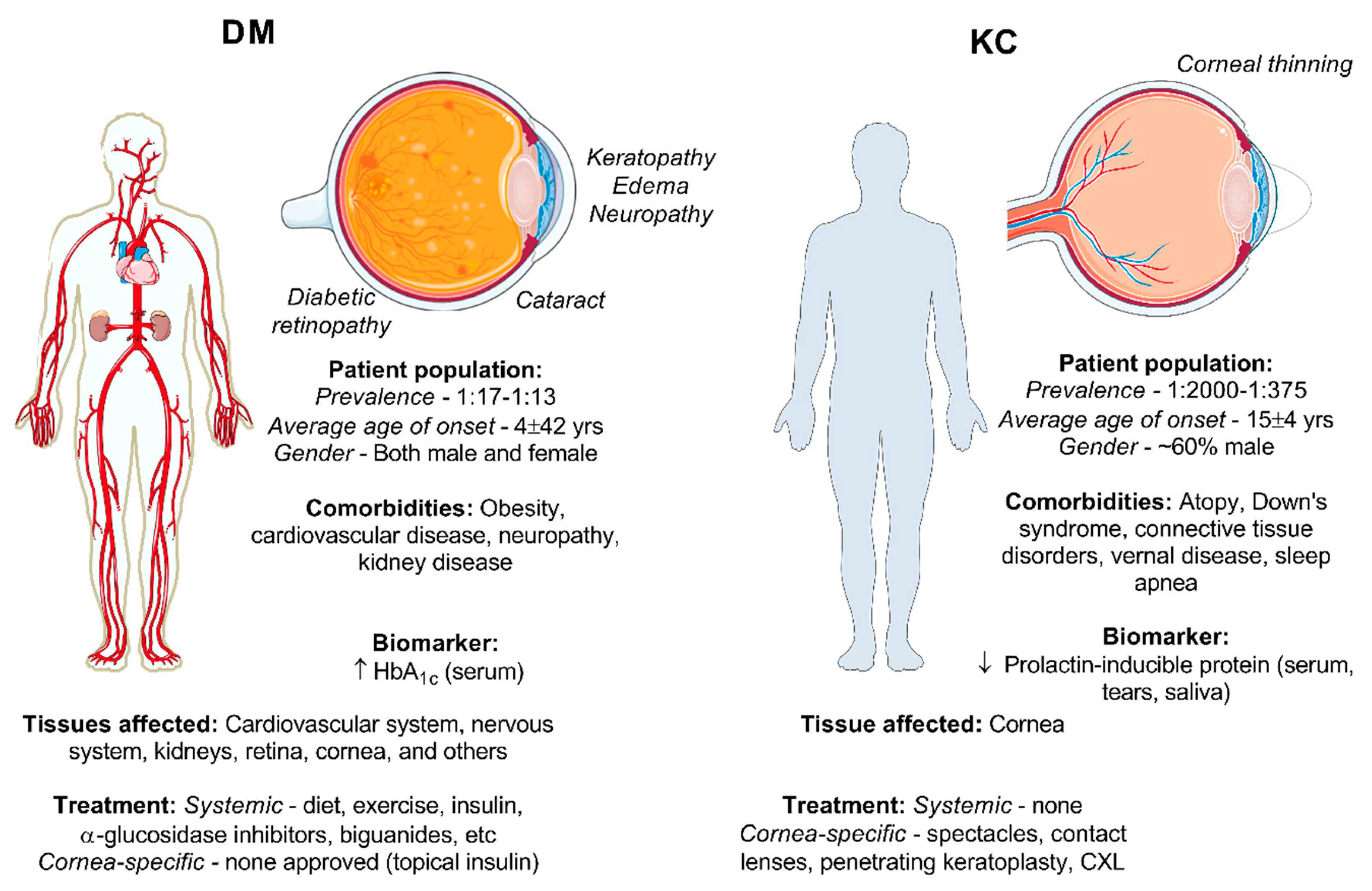 Cells Free Full Text Mechanisms Of Collagen Crosslinking In Diabetes And Keratoconus Html
