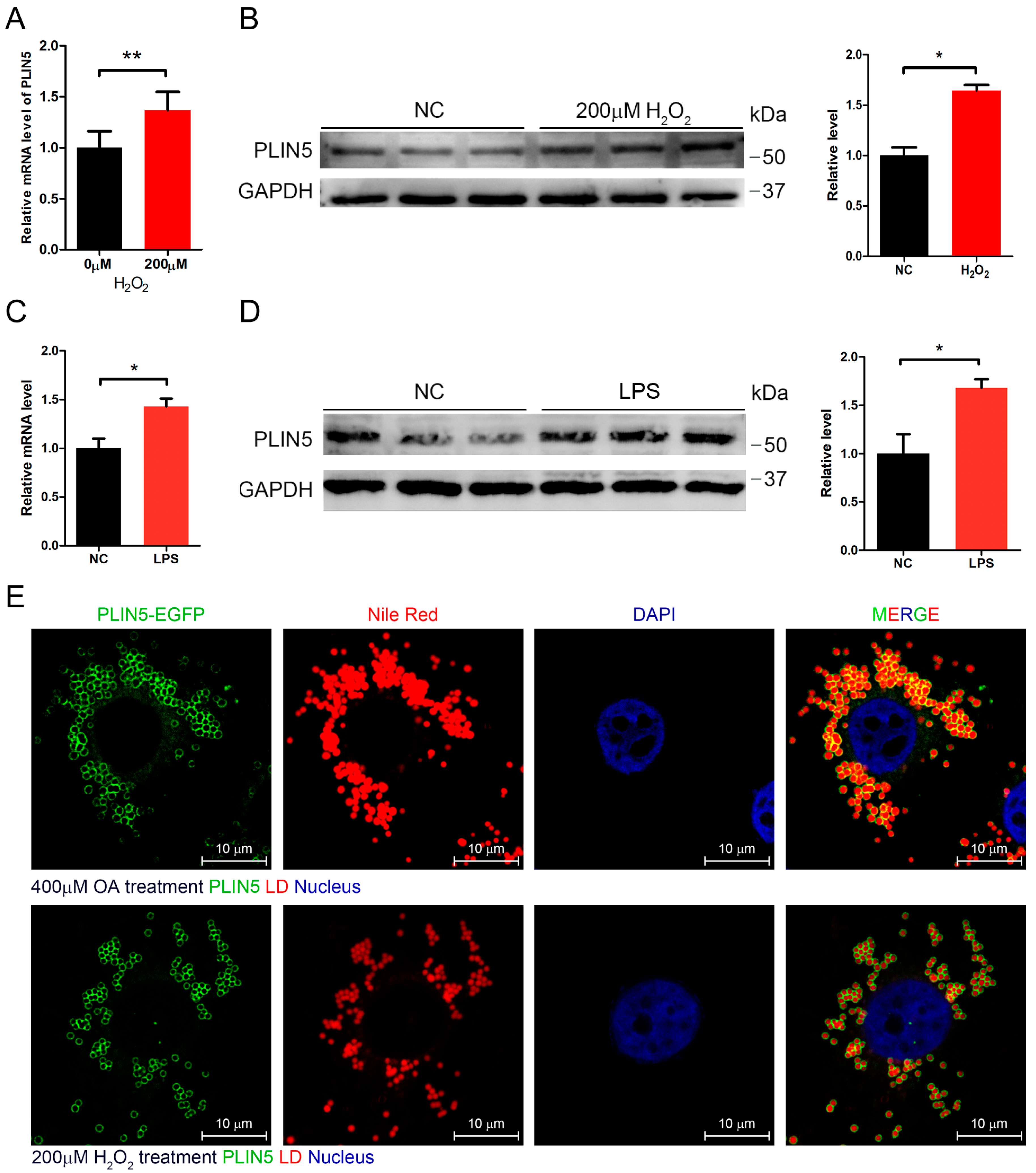 Cells 08 01241 g002 Cells 08 01241 g002