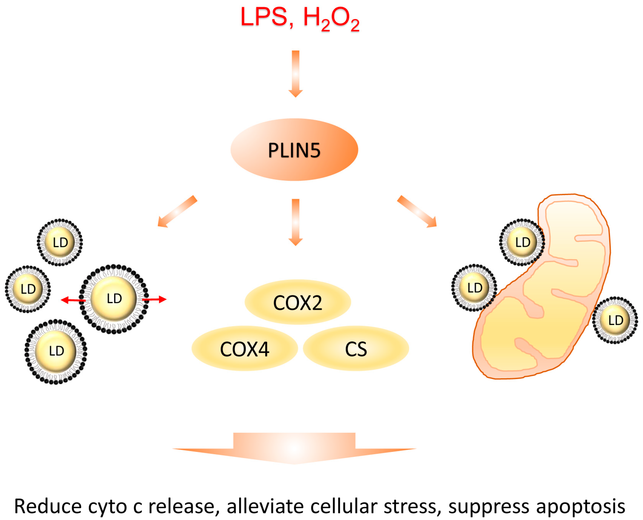 Cells 08 01241 g008 Cells 08 01241 g008