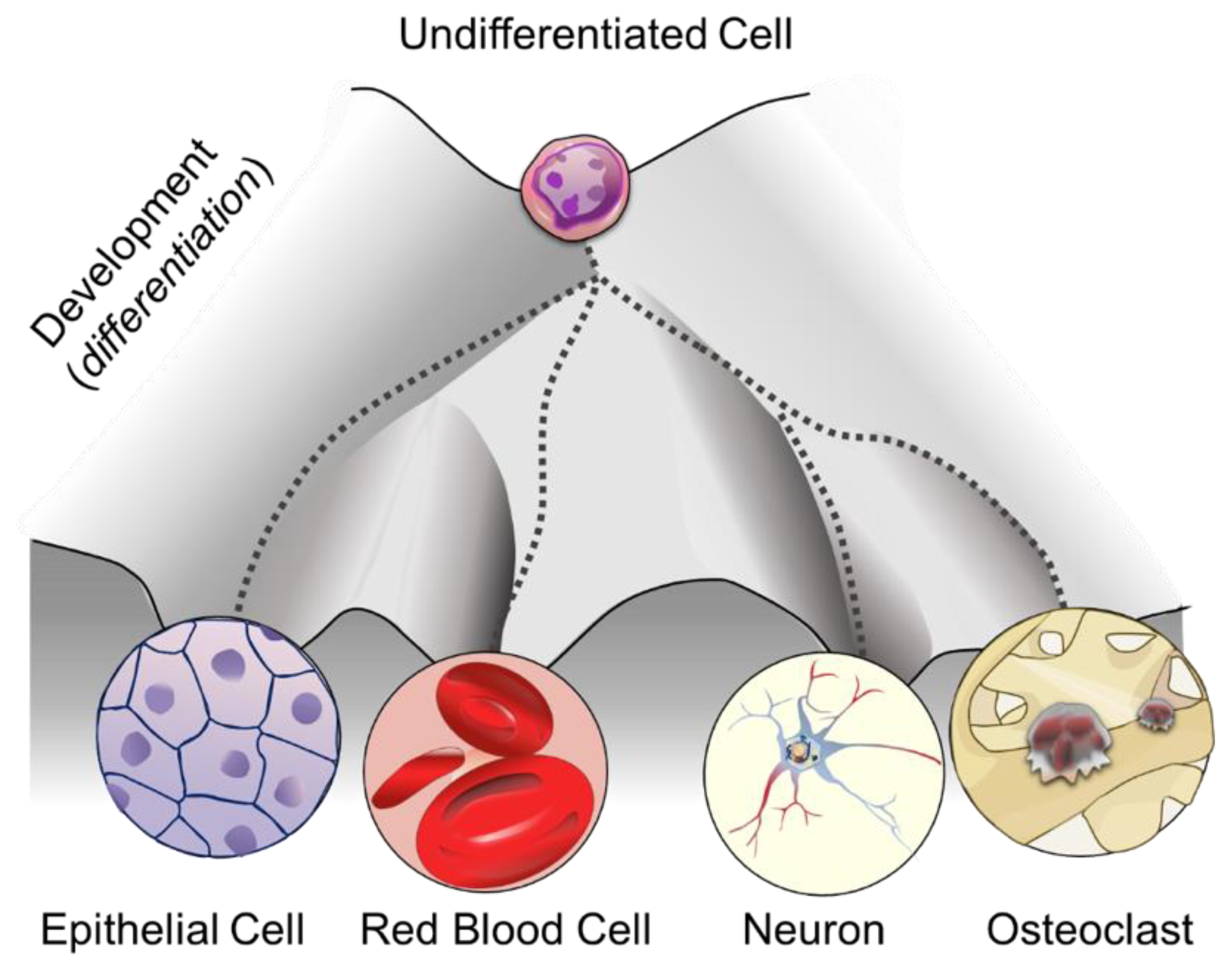 The Bright and Dark Side of DNA Methylation: A ... Biology Diagrams