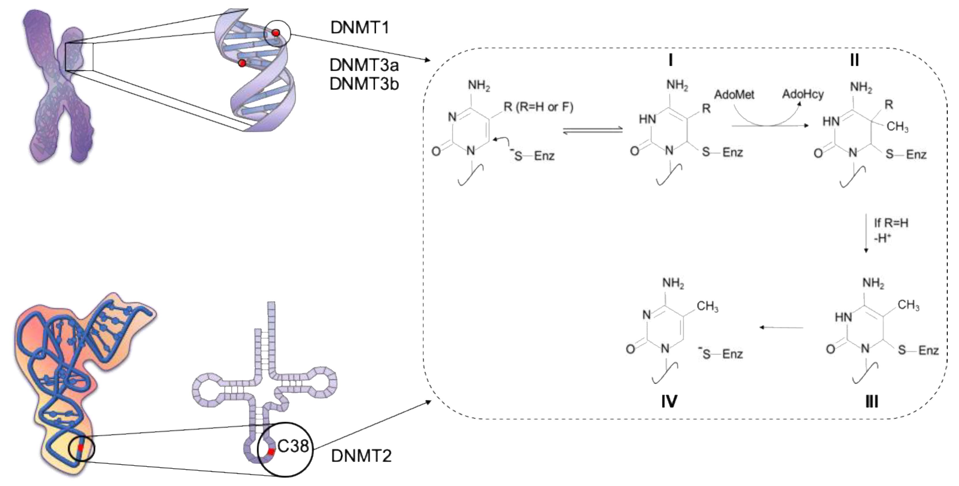 The Bright and Dark Side of DNA Methylation: A ... Biology Diagrams