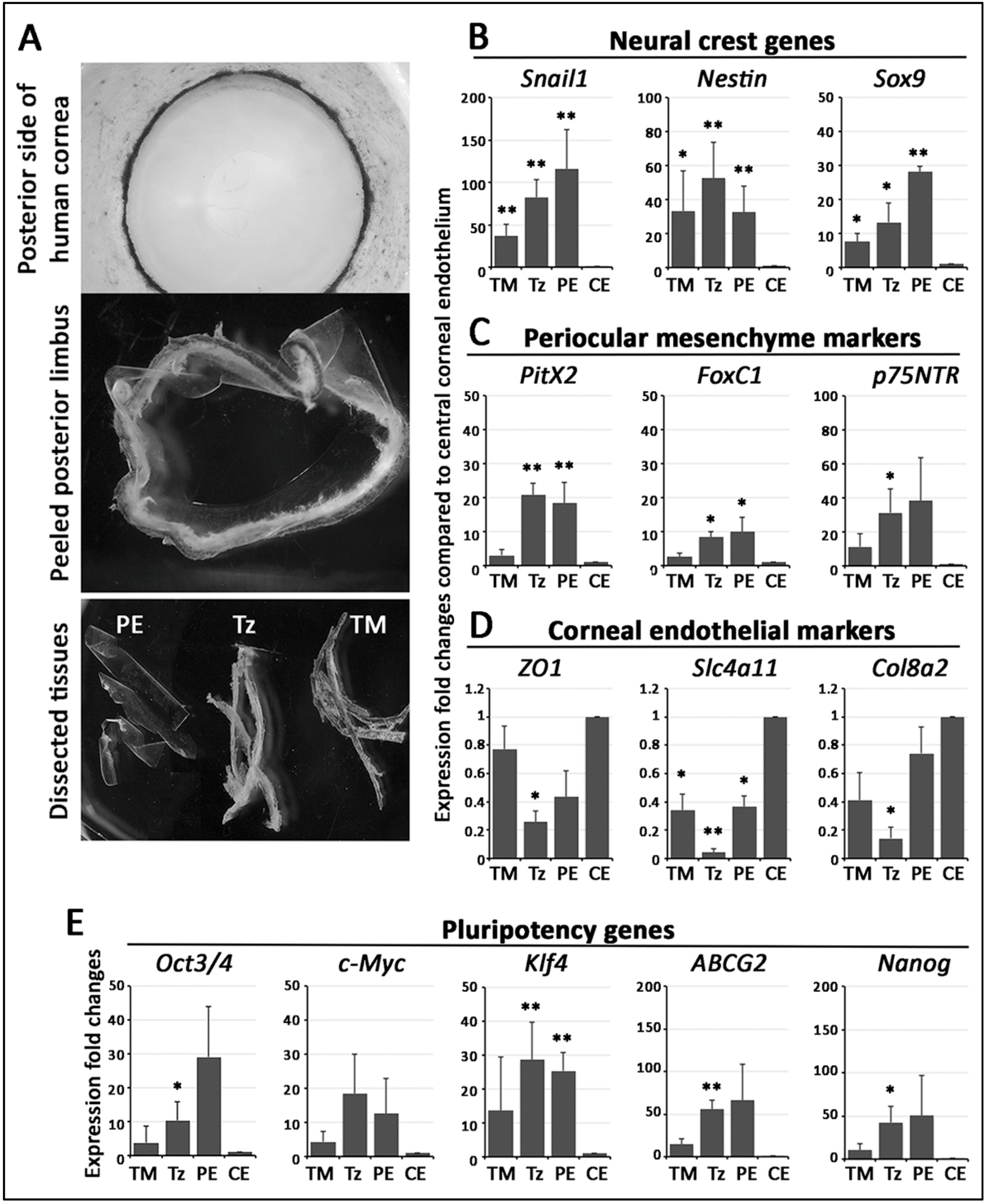 Cells 08 01244 g002