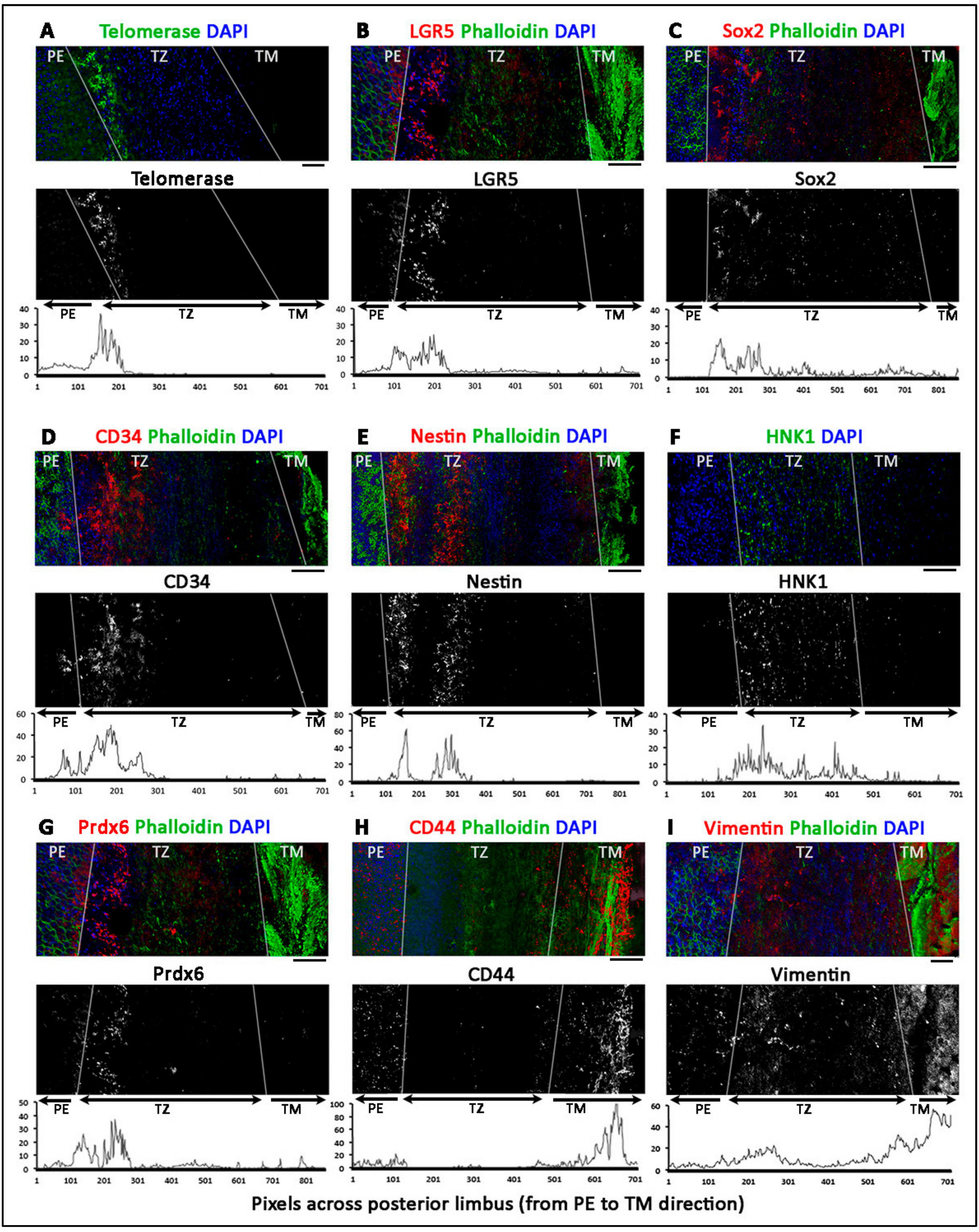 Cells 08 01244 g003