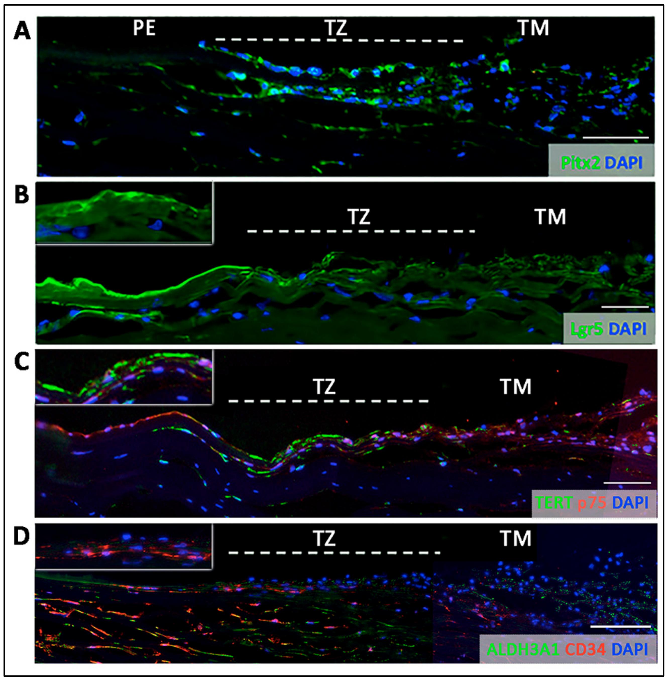 Cells 08 01244 g004
