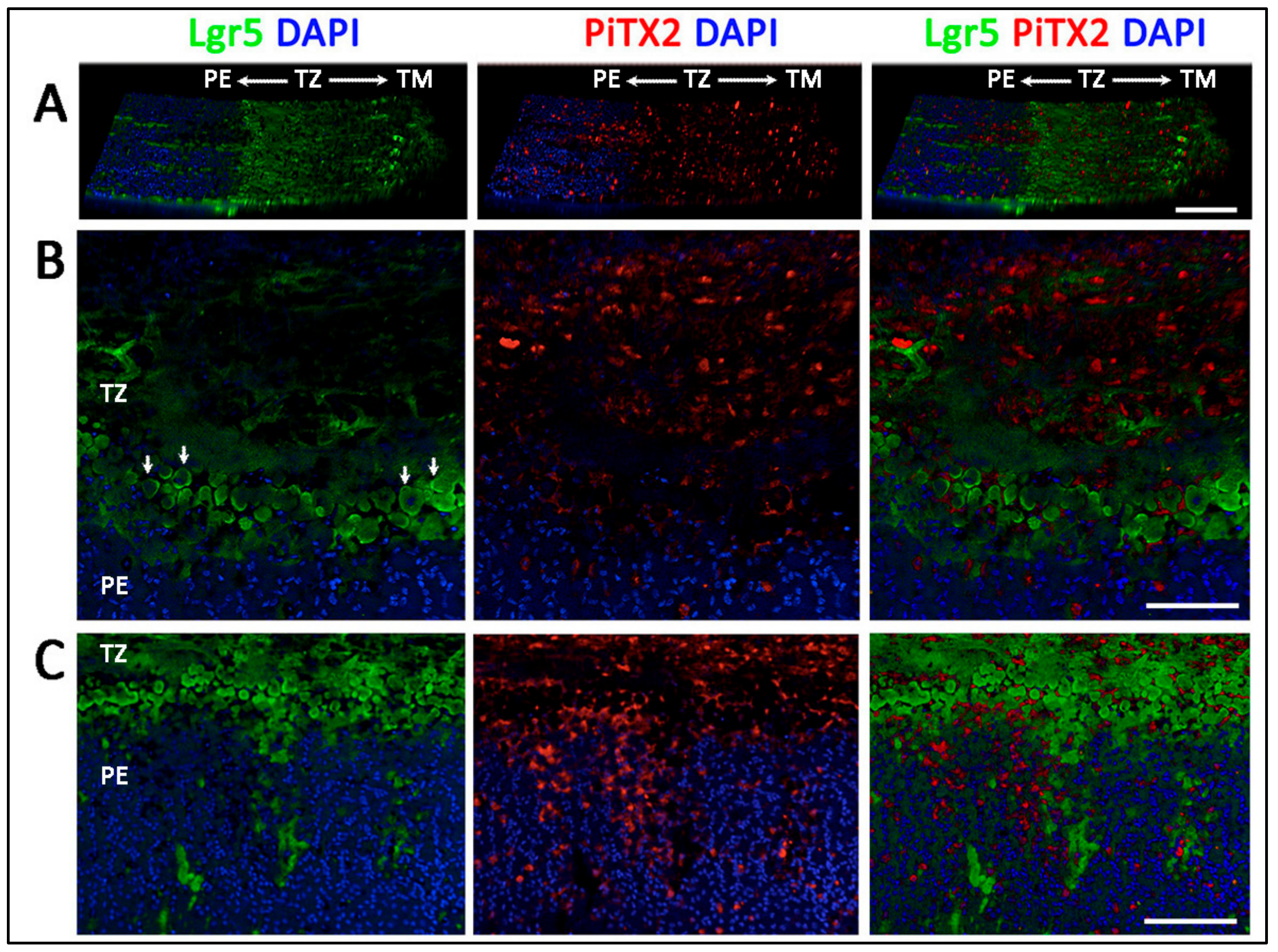 Cells 08 01244 g005