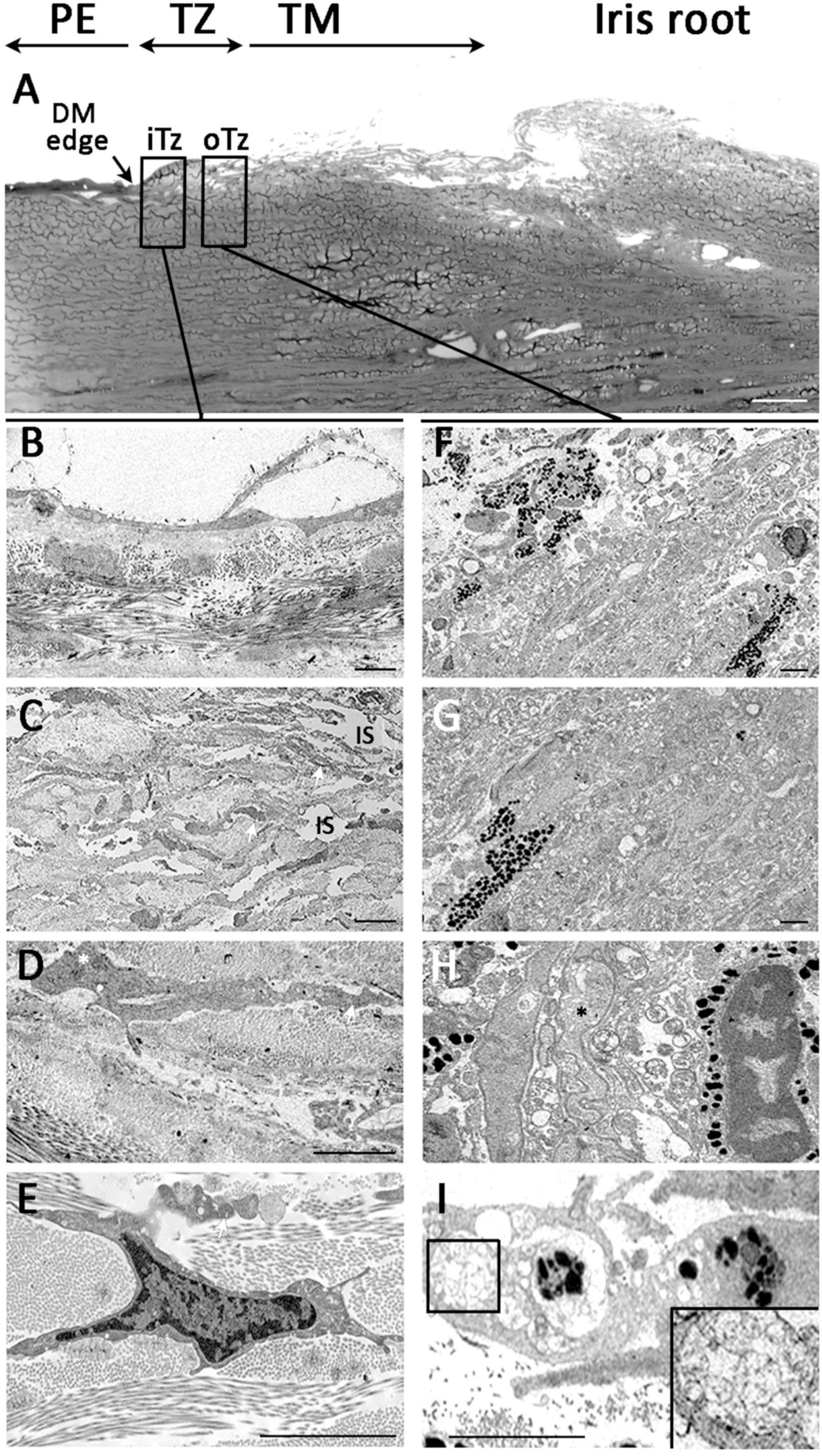 Cells 08 01244 g006