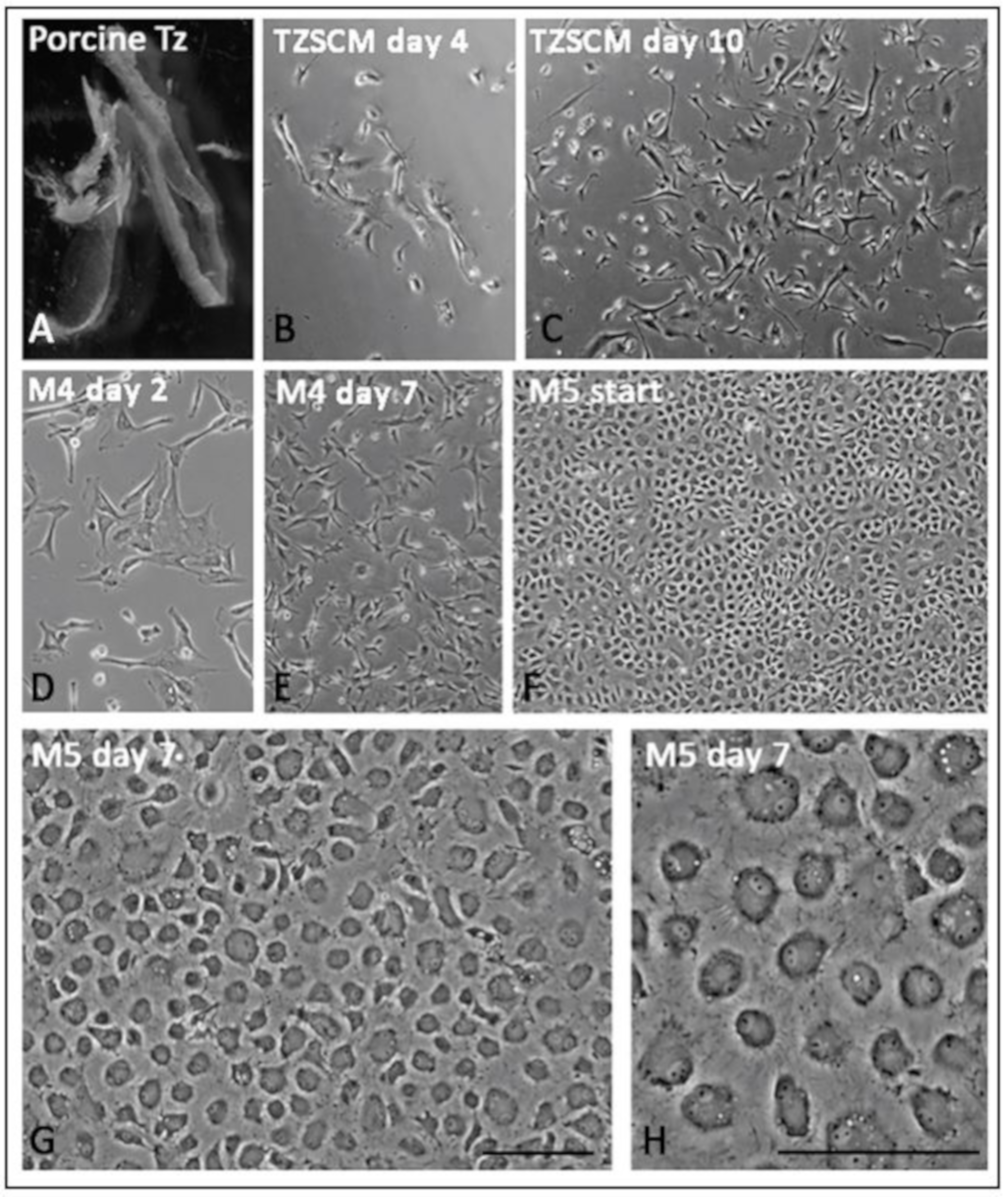 Cells 08 01244 g008