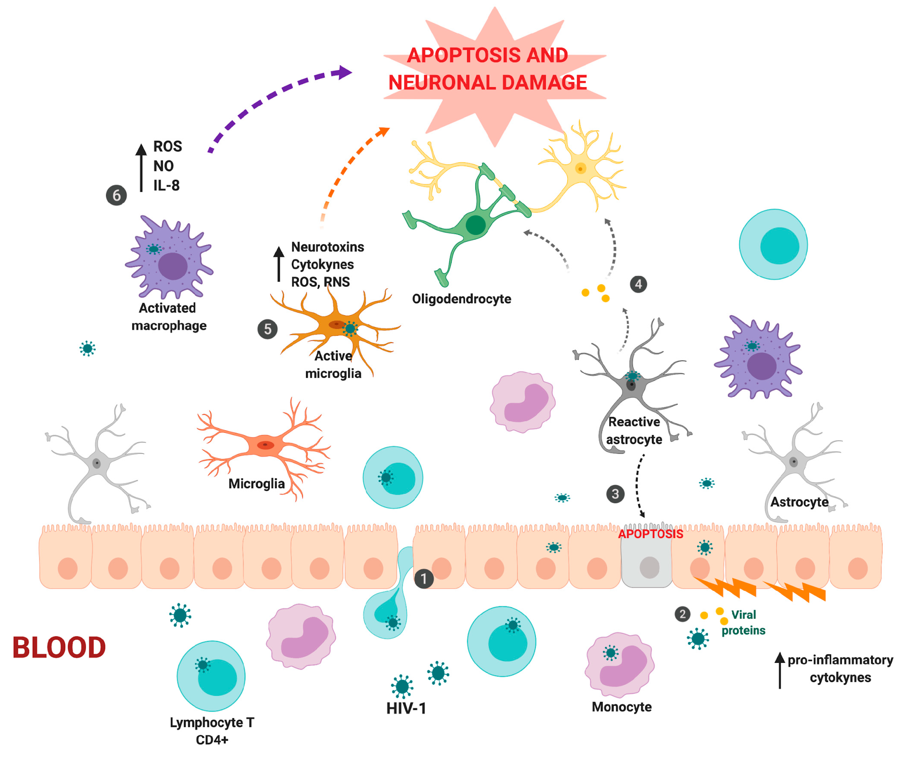 Cells | Free Full-Text | New Challenges of HIV-1 Infection: How