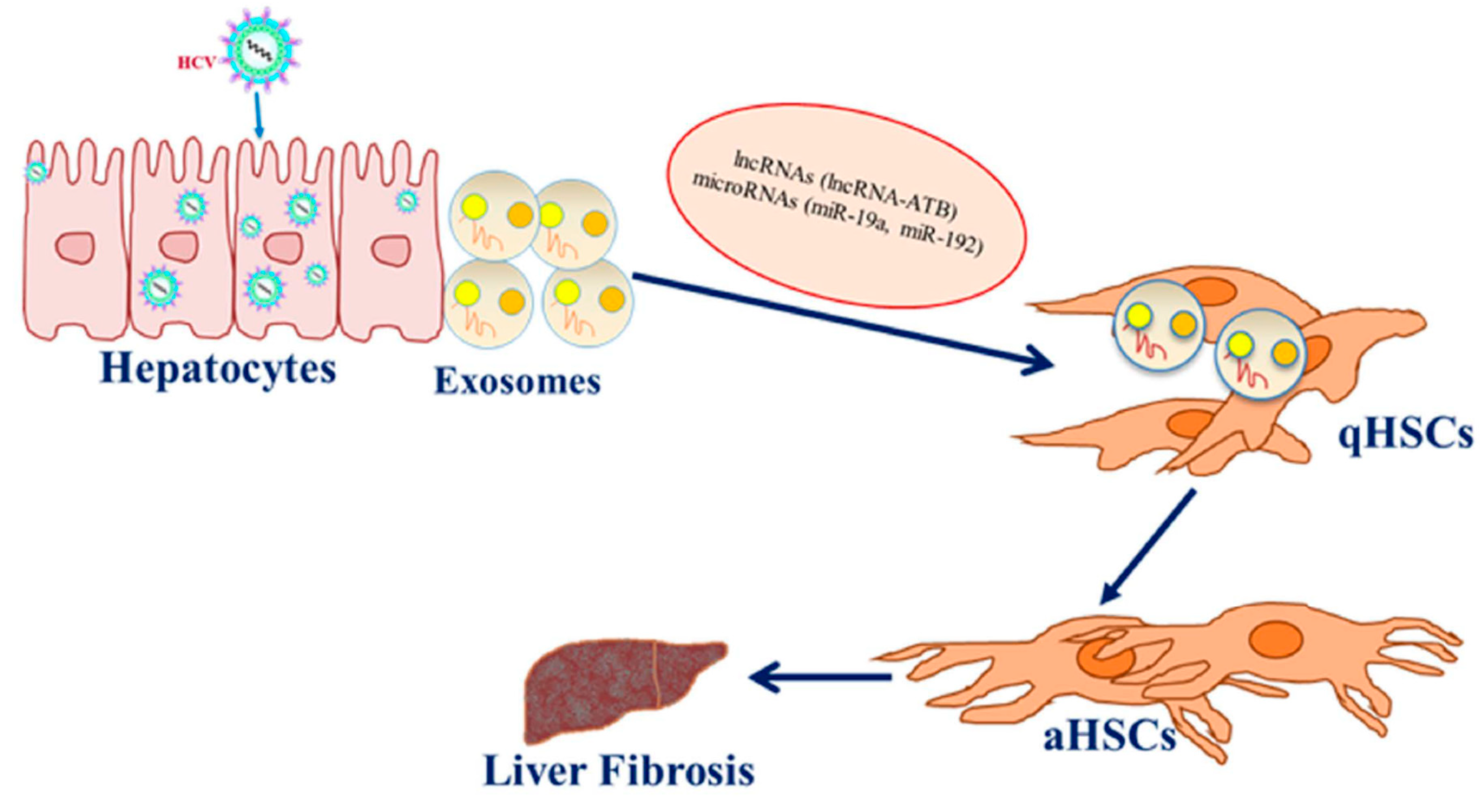 Cells | Free Full-Text | Mechanisms Underlying Hepatitis C Virus-Associated Hepatic Fibrosis Cells | Free Full-Text | Mechanisms Underlying Hepatitis C Virus-Associated Hepatic Fibrosis