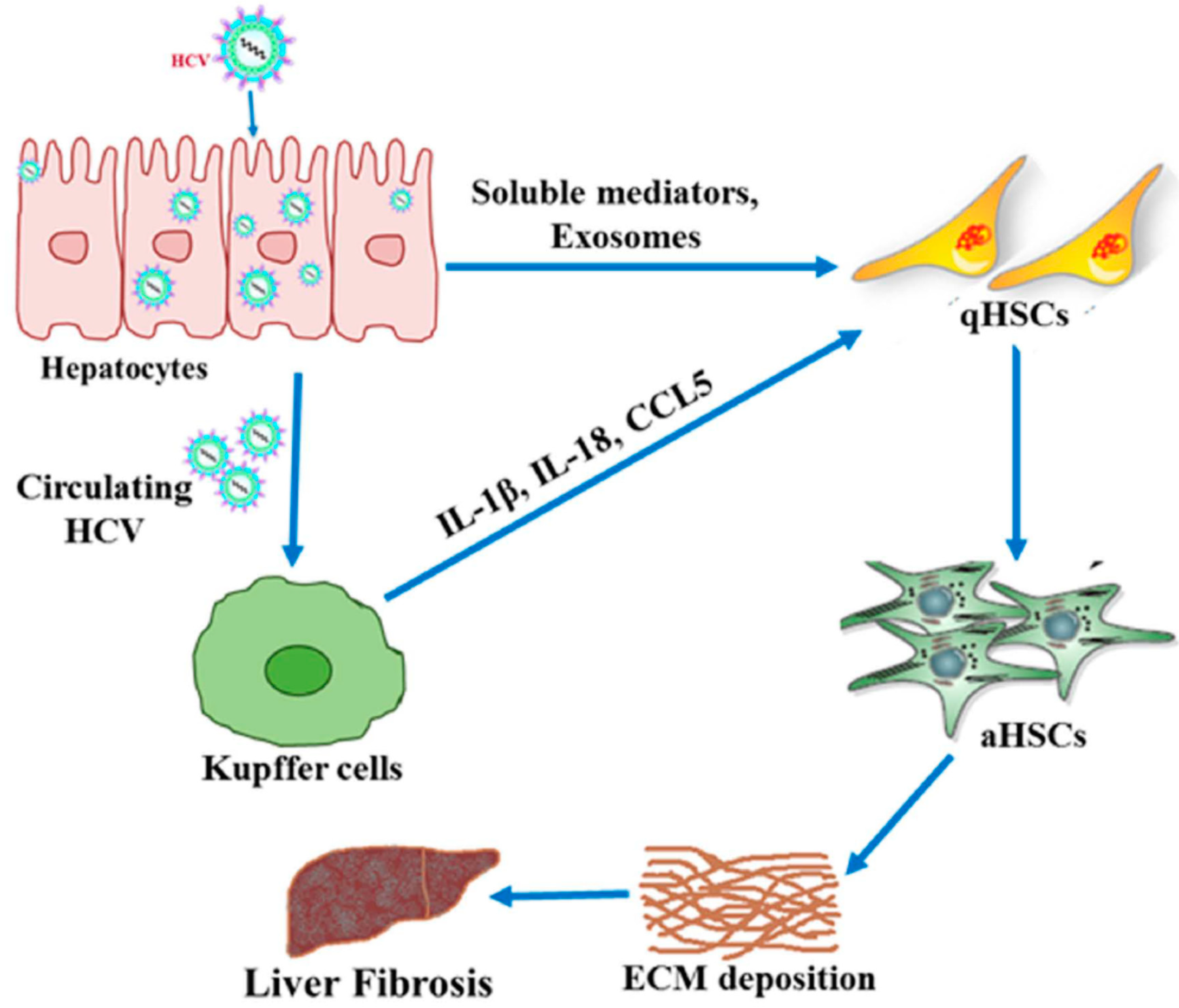 Cells 08 01249 g002 Cells 08 01249 g002