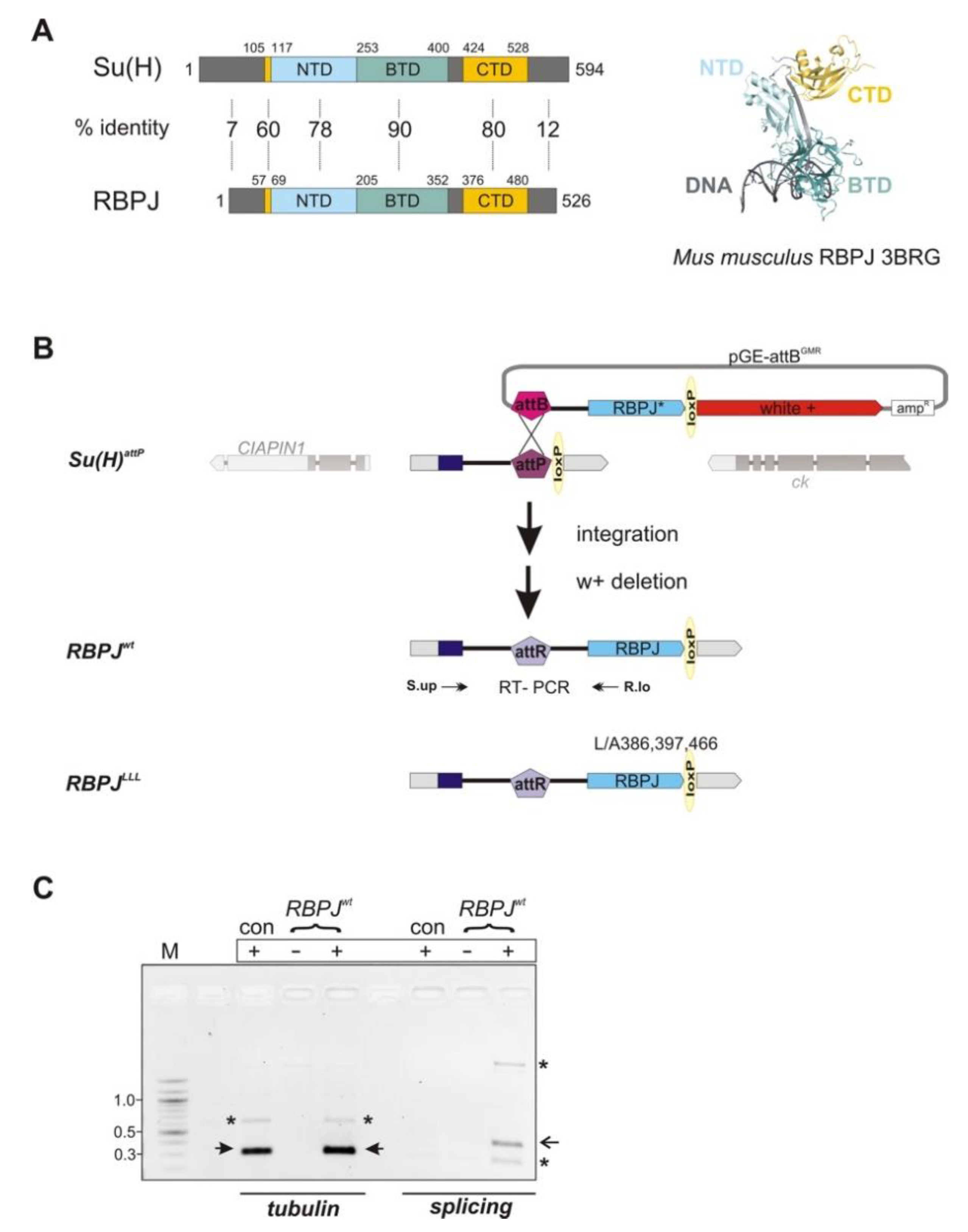 Cells Free Full Text An Rbpj Drosophila Model Reveals Dependence Of Rbpj Protein Stability On The Formation Of Transcription Regulator Complexes Html