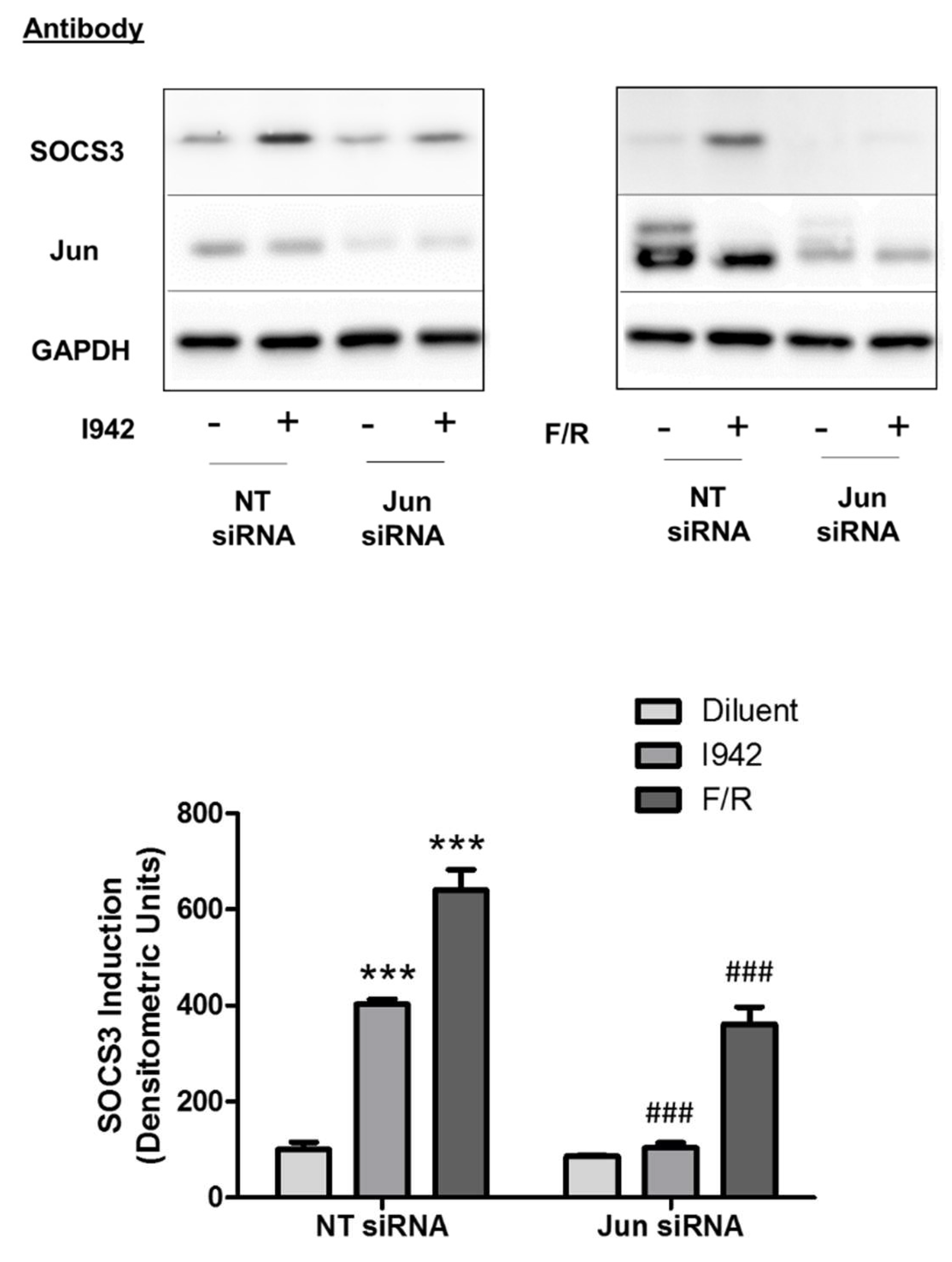 Cells 08 01253 g008 Cells 08 01253 g008