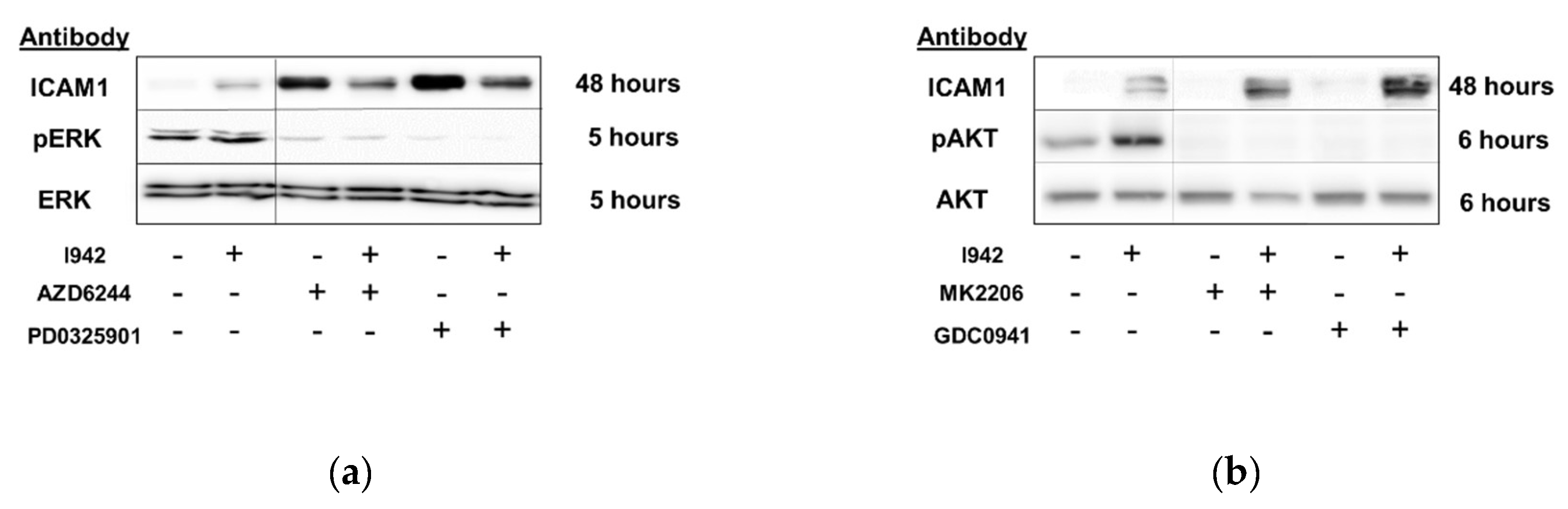 Cells 08 01253 g010a Cells 08 01253 g010a