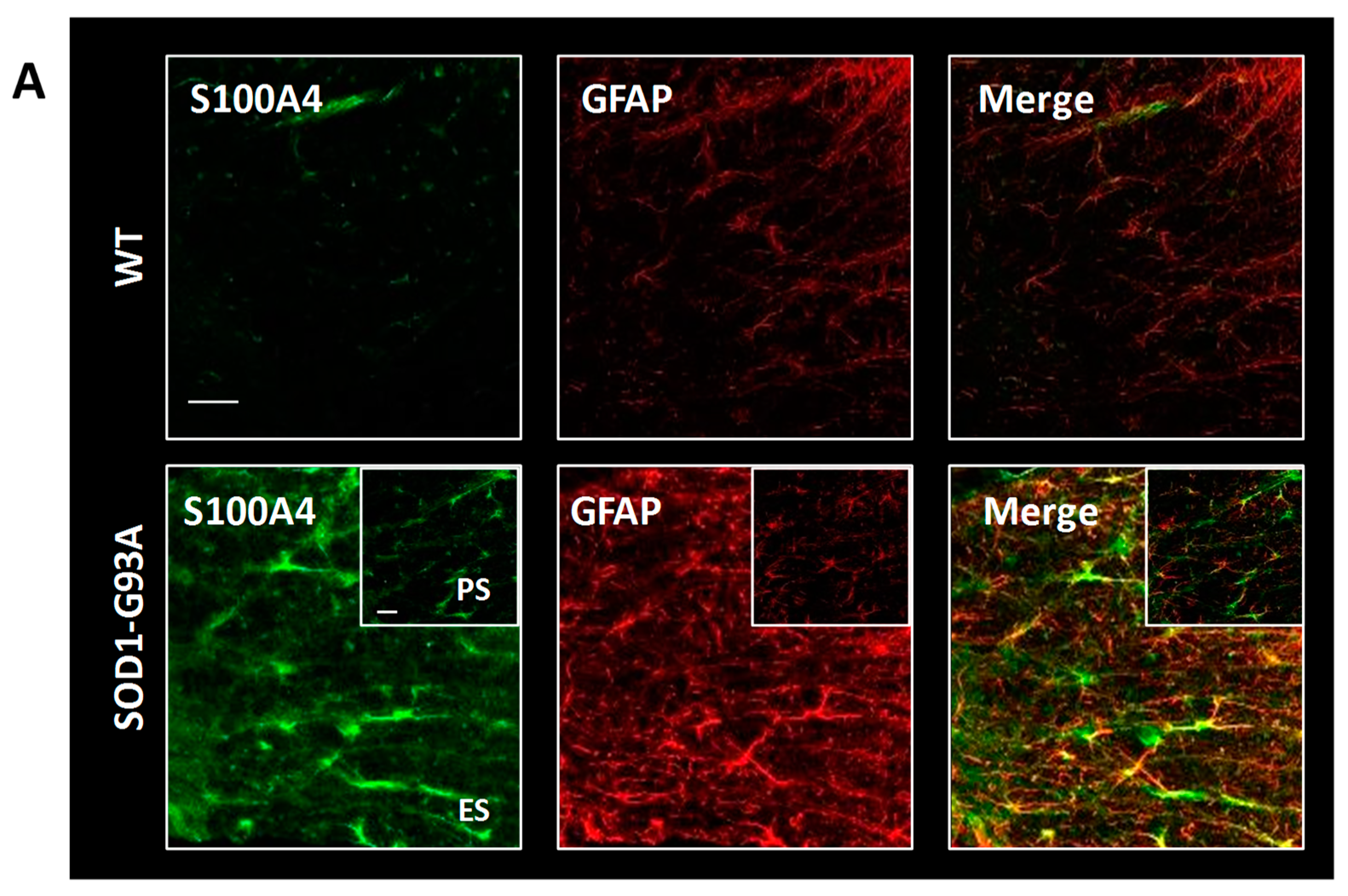 Cells 08 01261 g006a Cells 08 01261 g006a