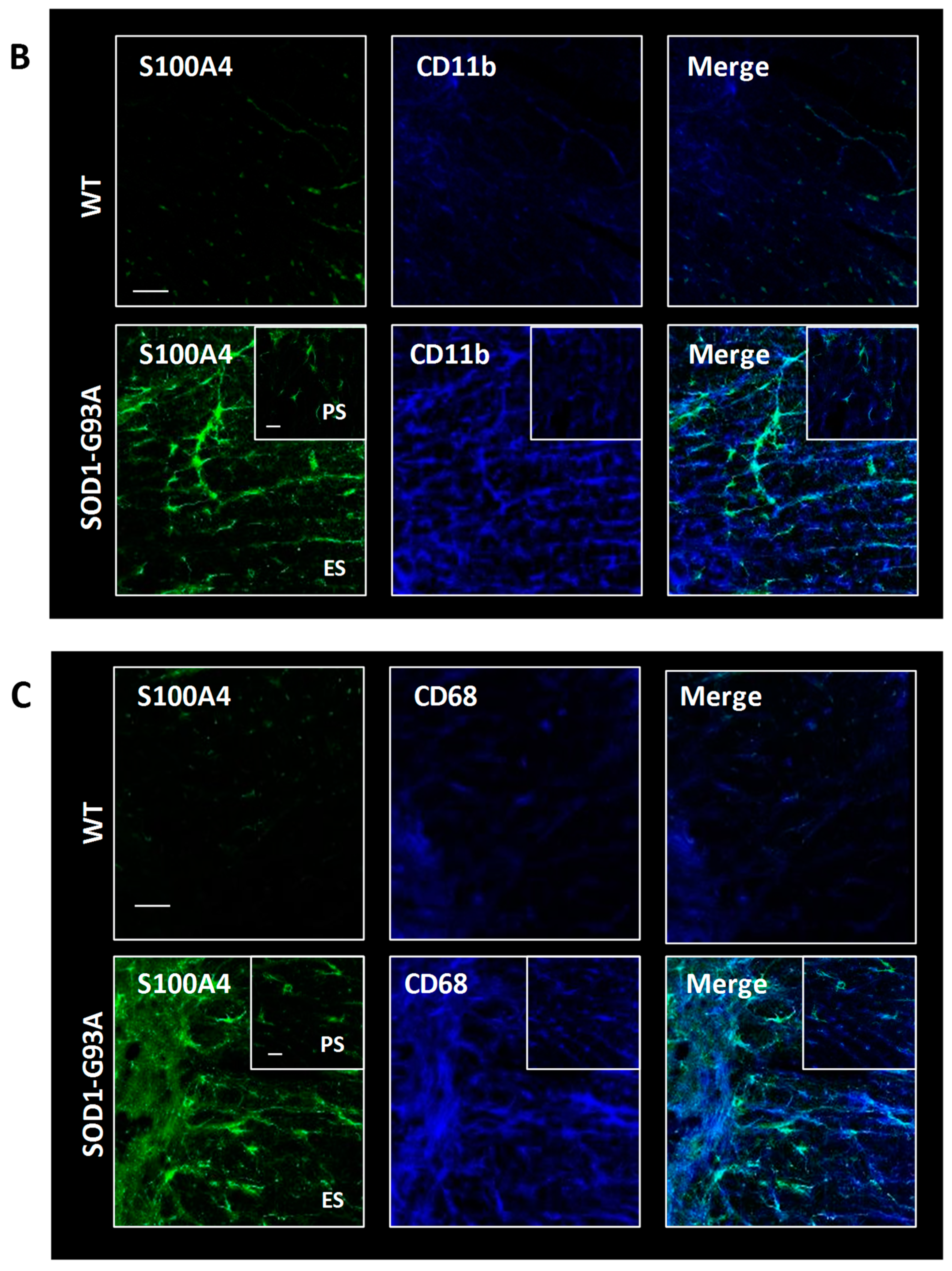 Cells 08 01261 g006b Cells 08 01261 g006b