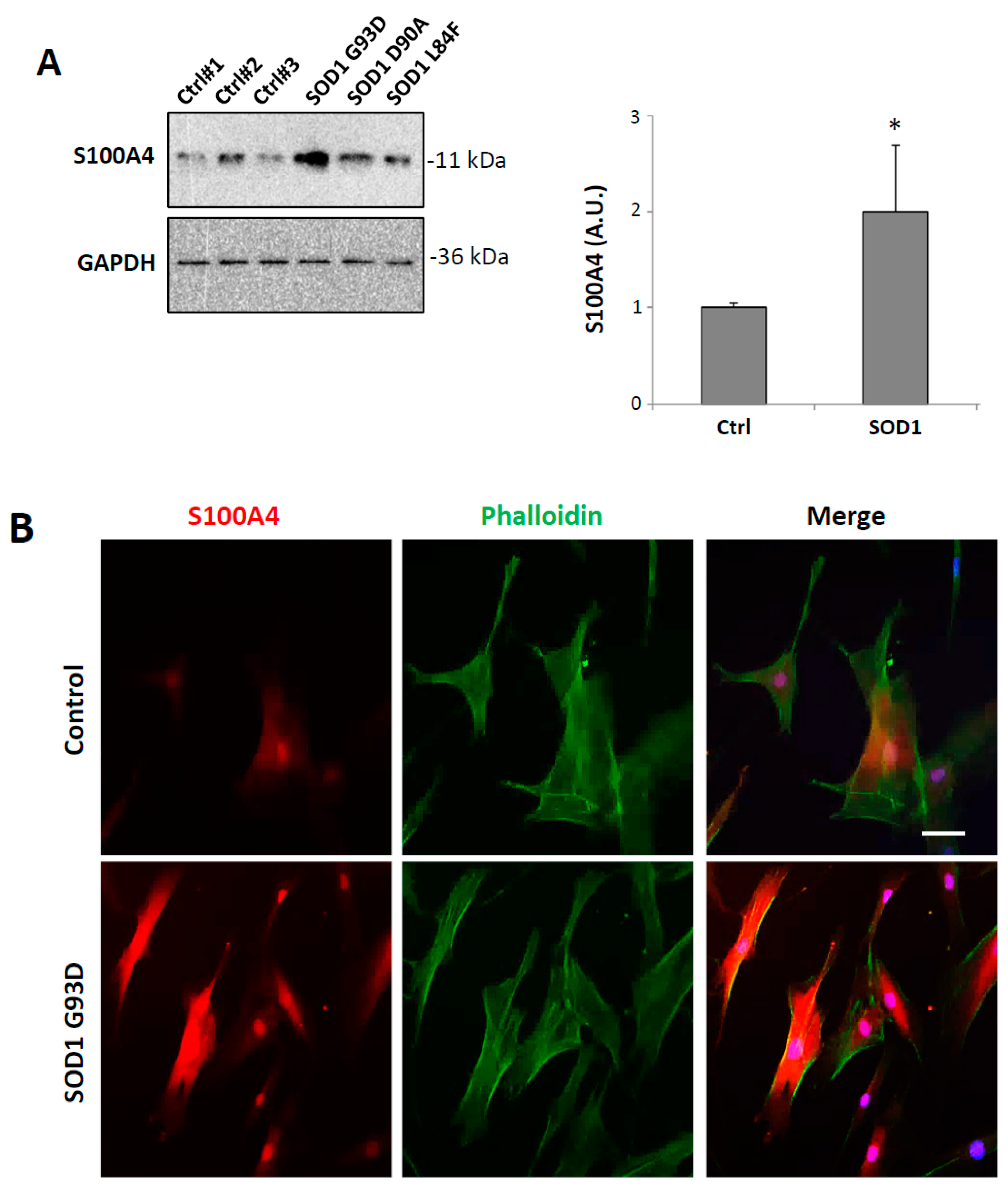 Cells 08 01261 g007a Cells 08 01261 g007a