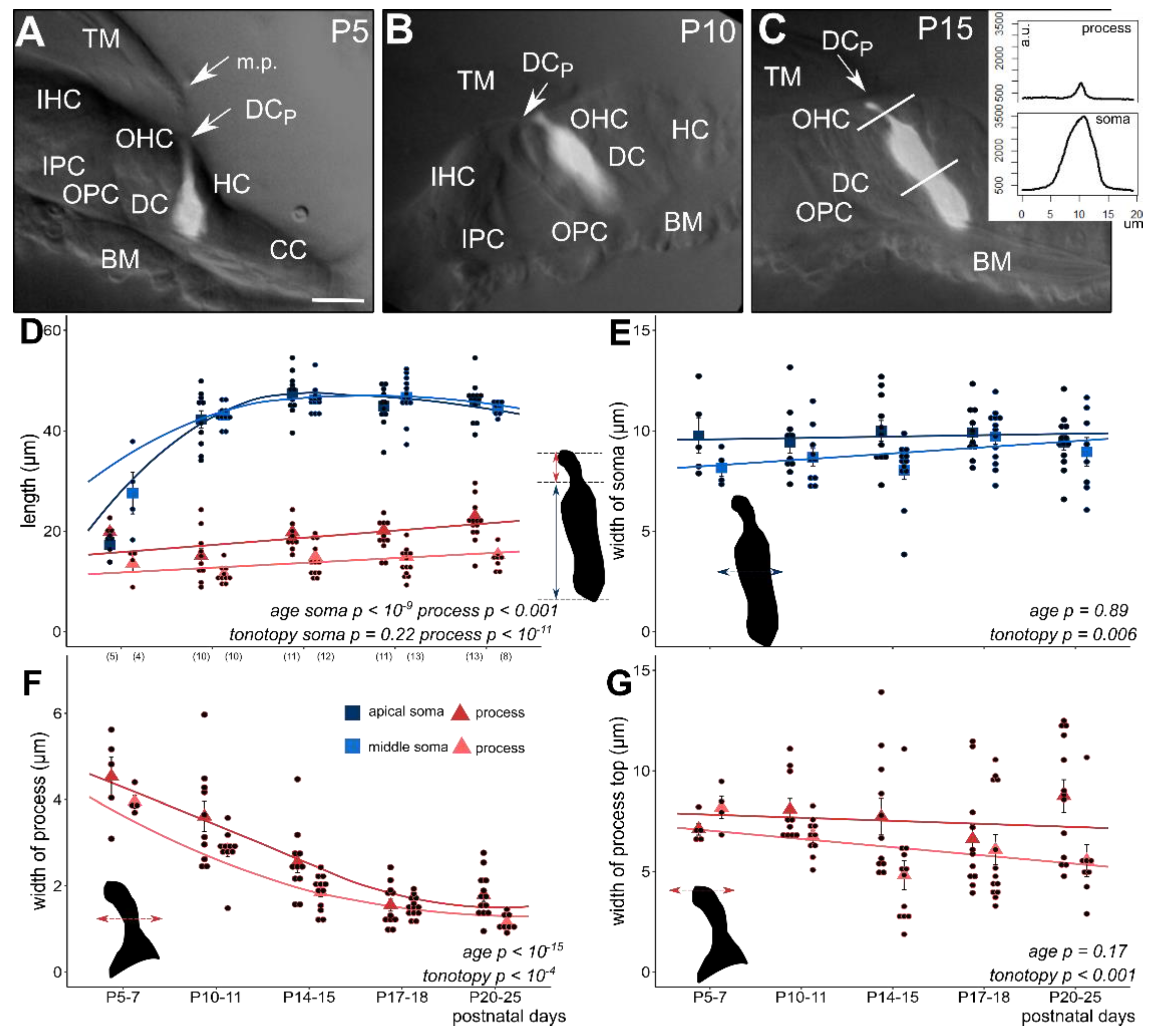 Cells 08 01266 g001 Cells 08 01266 g001