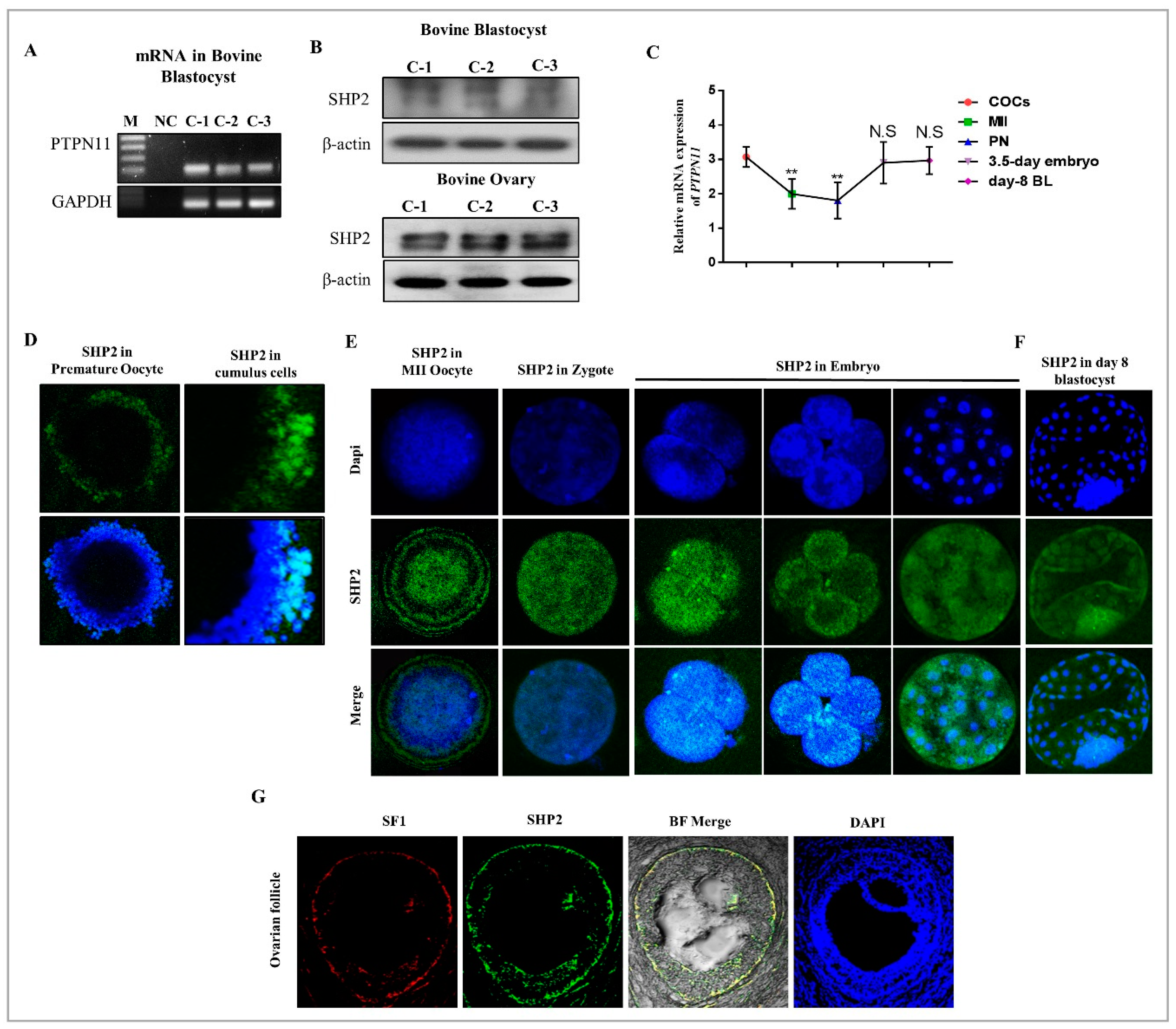 Cells 08 01272 g001 Cells 08 01272 g001