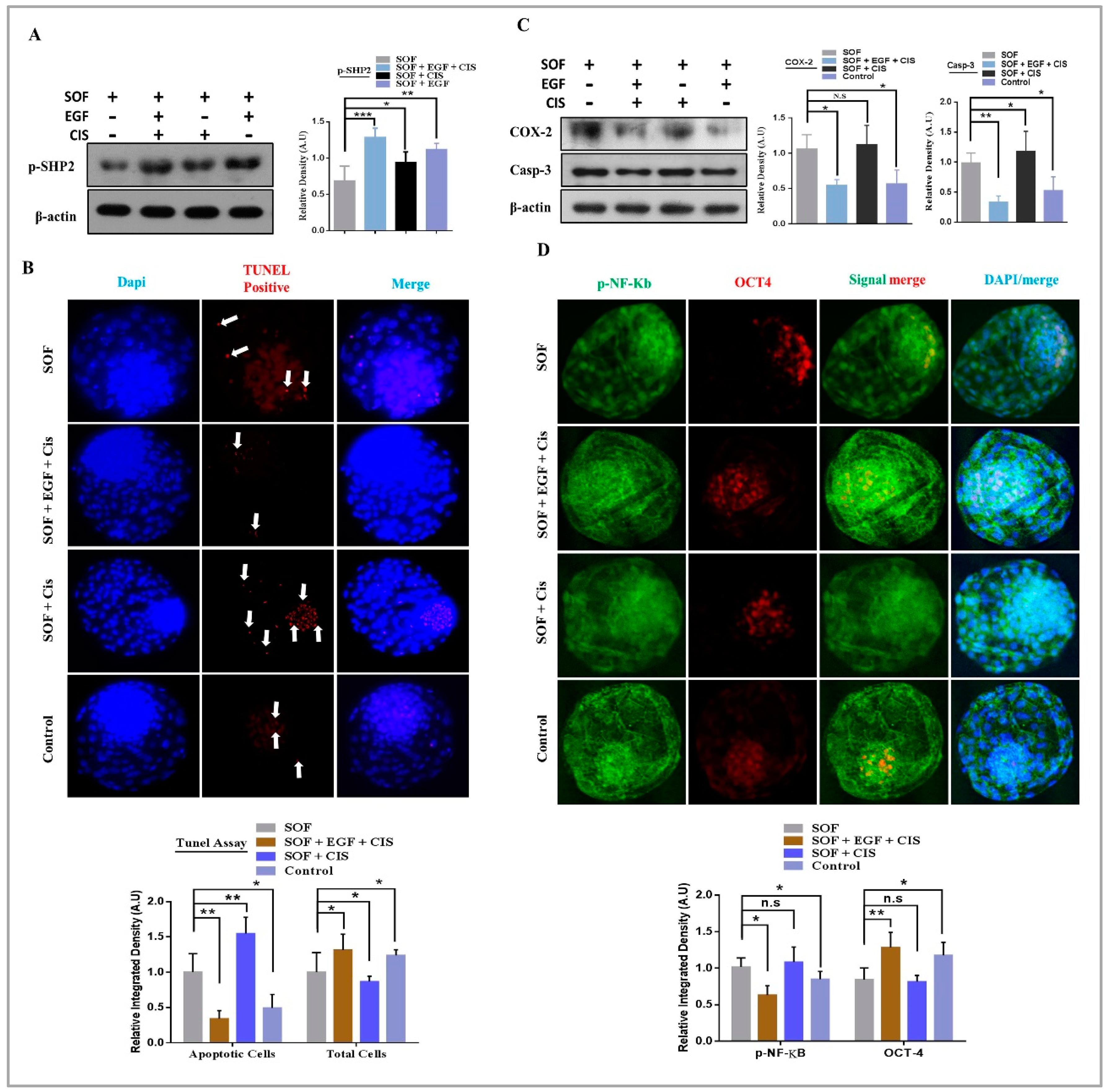 Cells 08 01272 g003 Cells 08 01272 g003