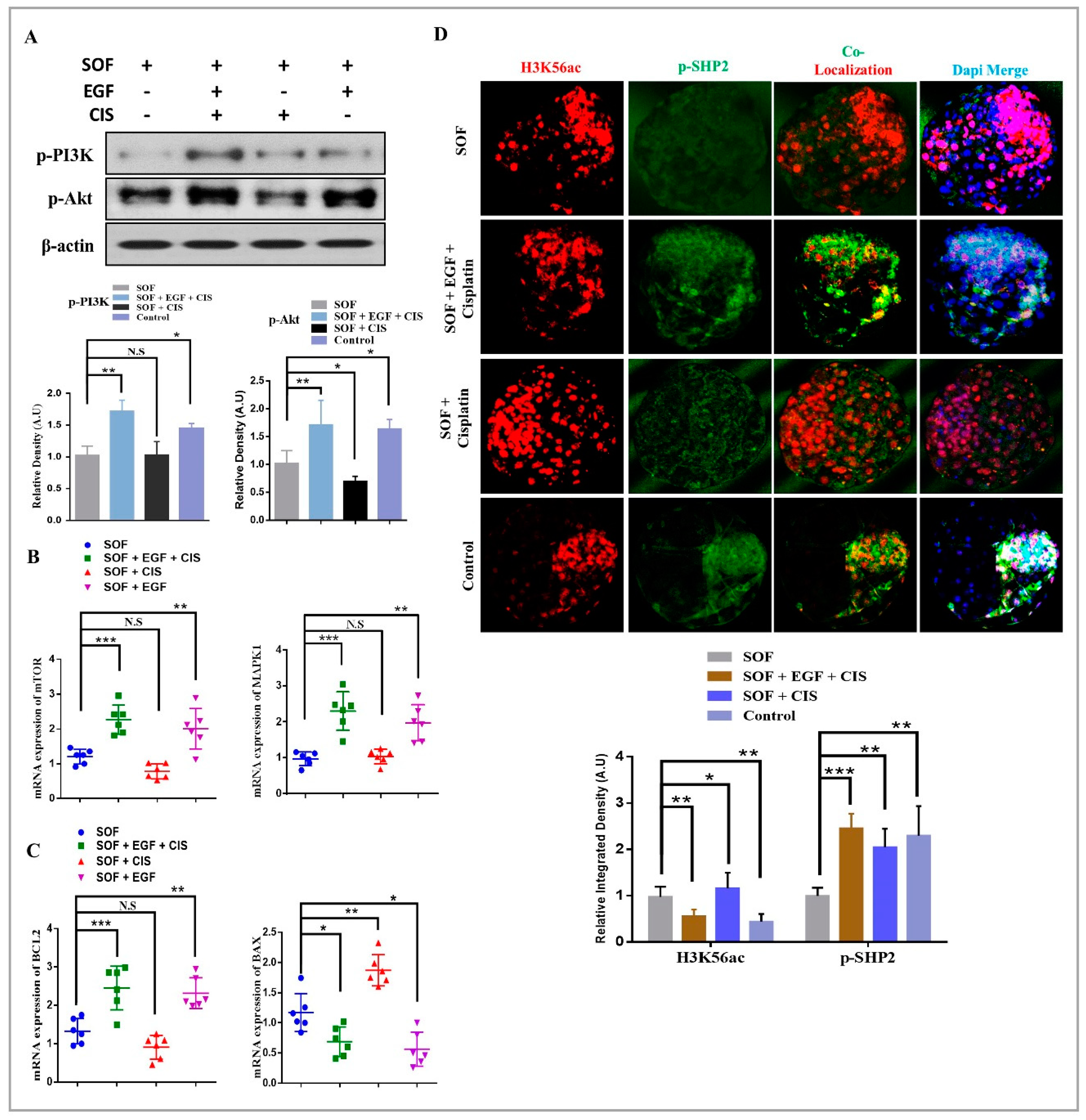 Cells 08 01272 g004 Cells 08 01272 g004