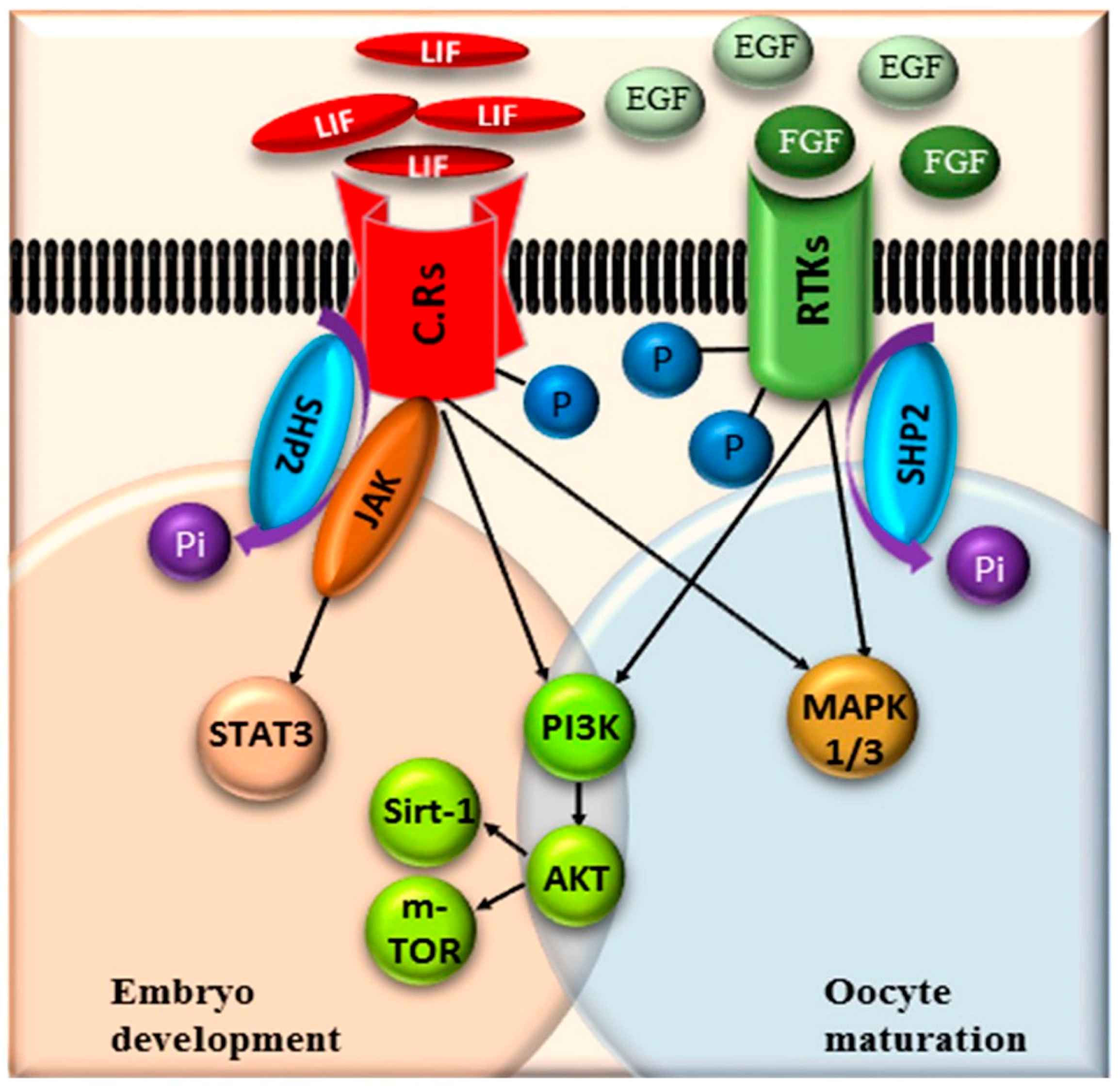 Cells 08 01272 g006 Cells 08 01272 g006