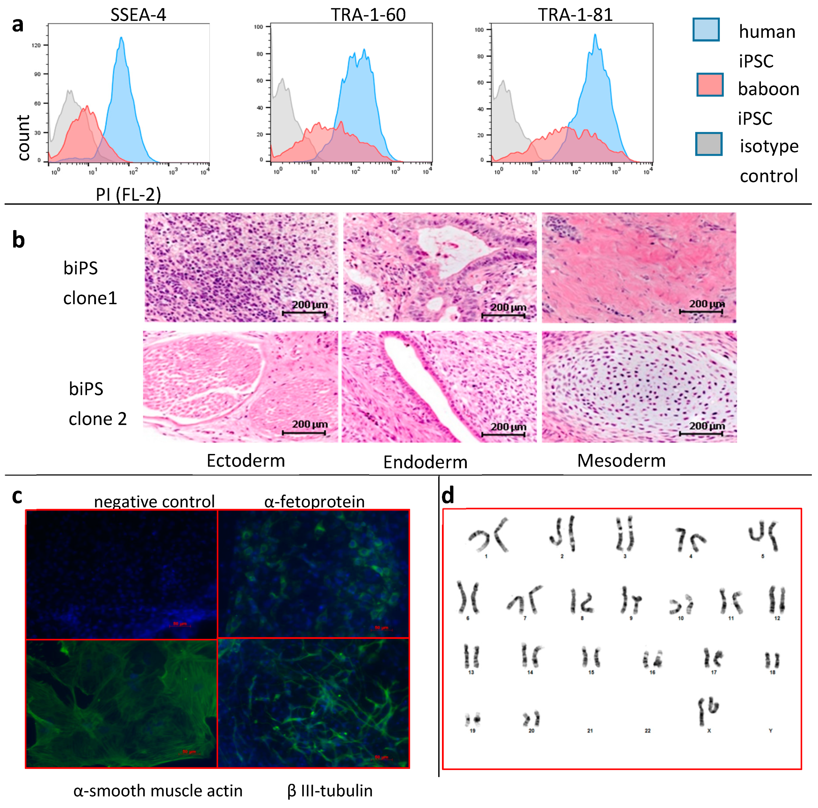 Cells 08 01282 g001 Cells 08 01282 g001
