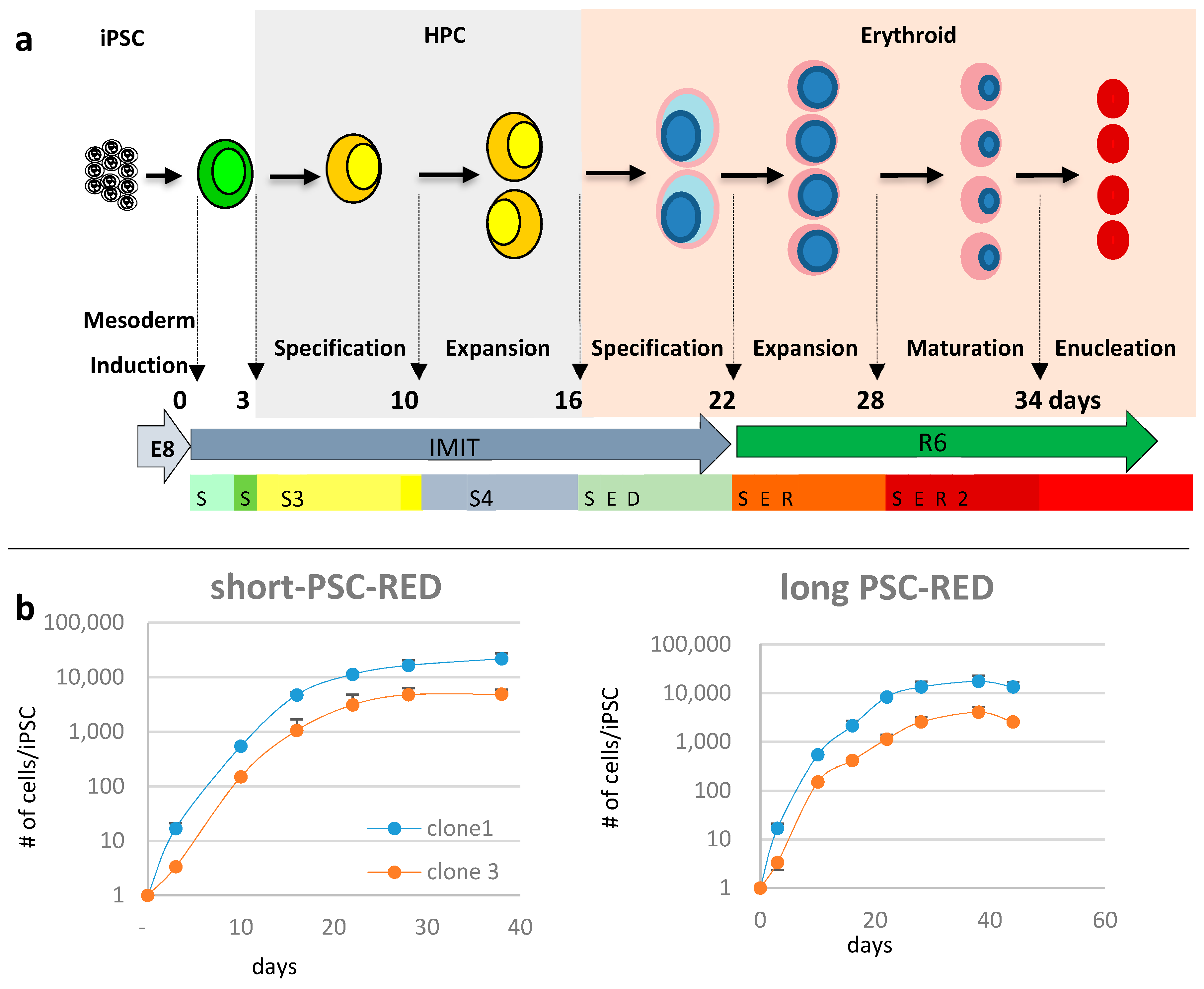 Cells 08 01282 g002 Cells 08 01282 g002