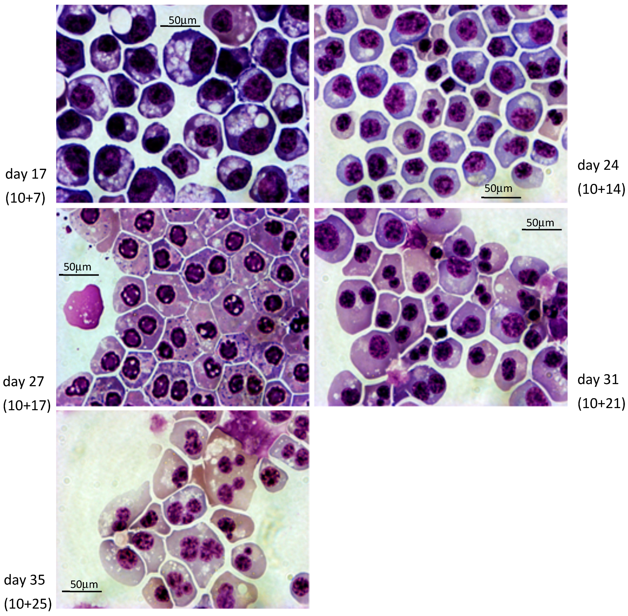 Cells 08 01282 g003 Cells 08 01282 g003