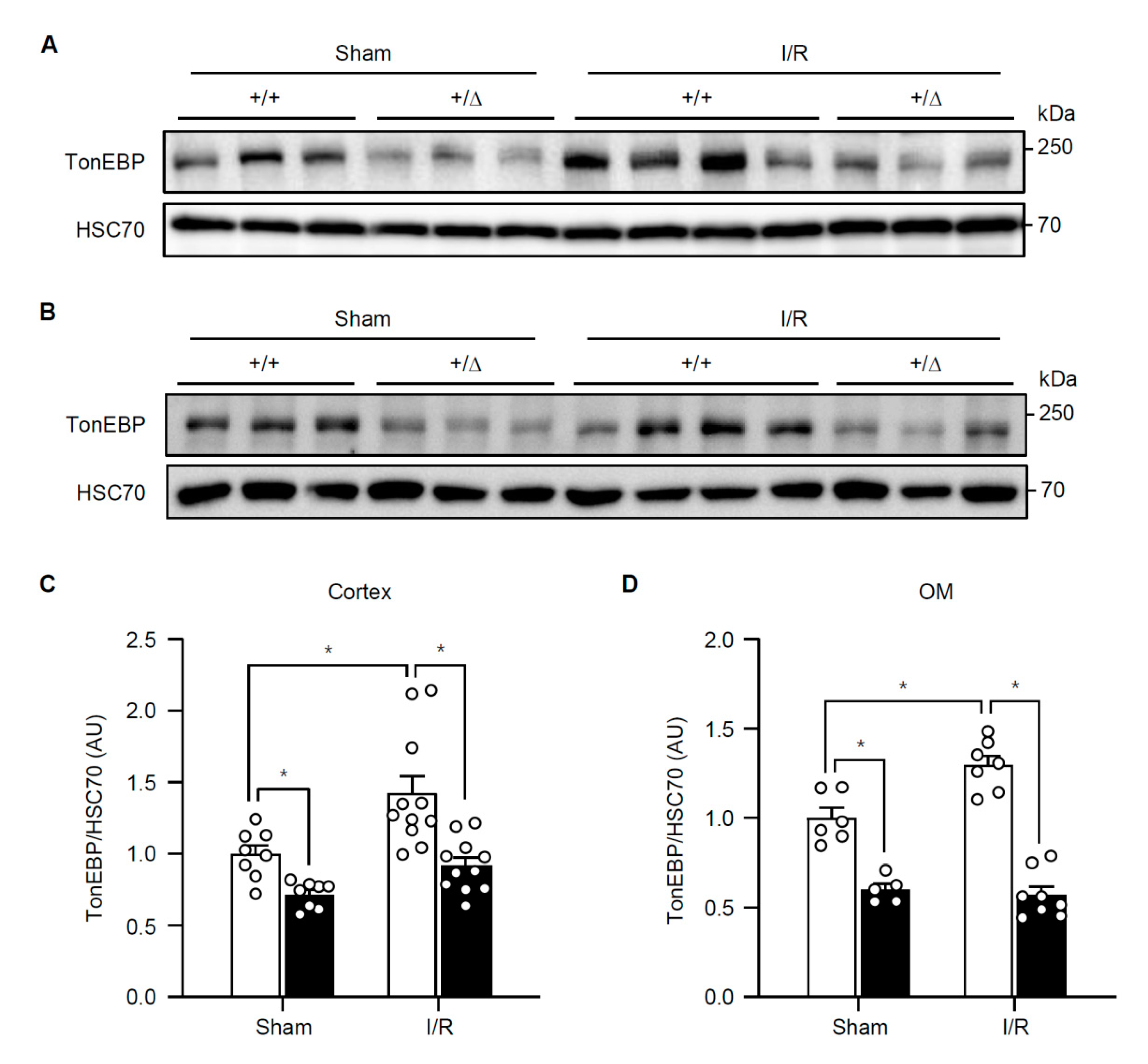 Cells 08 01284 g001 Cells 08 01284 g001