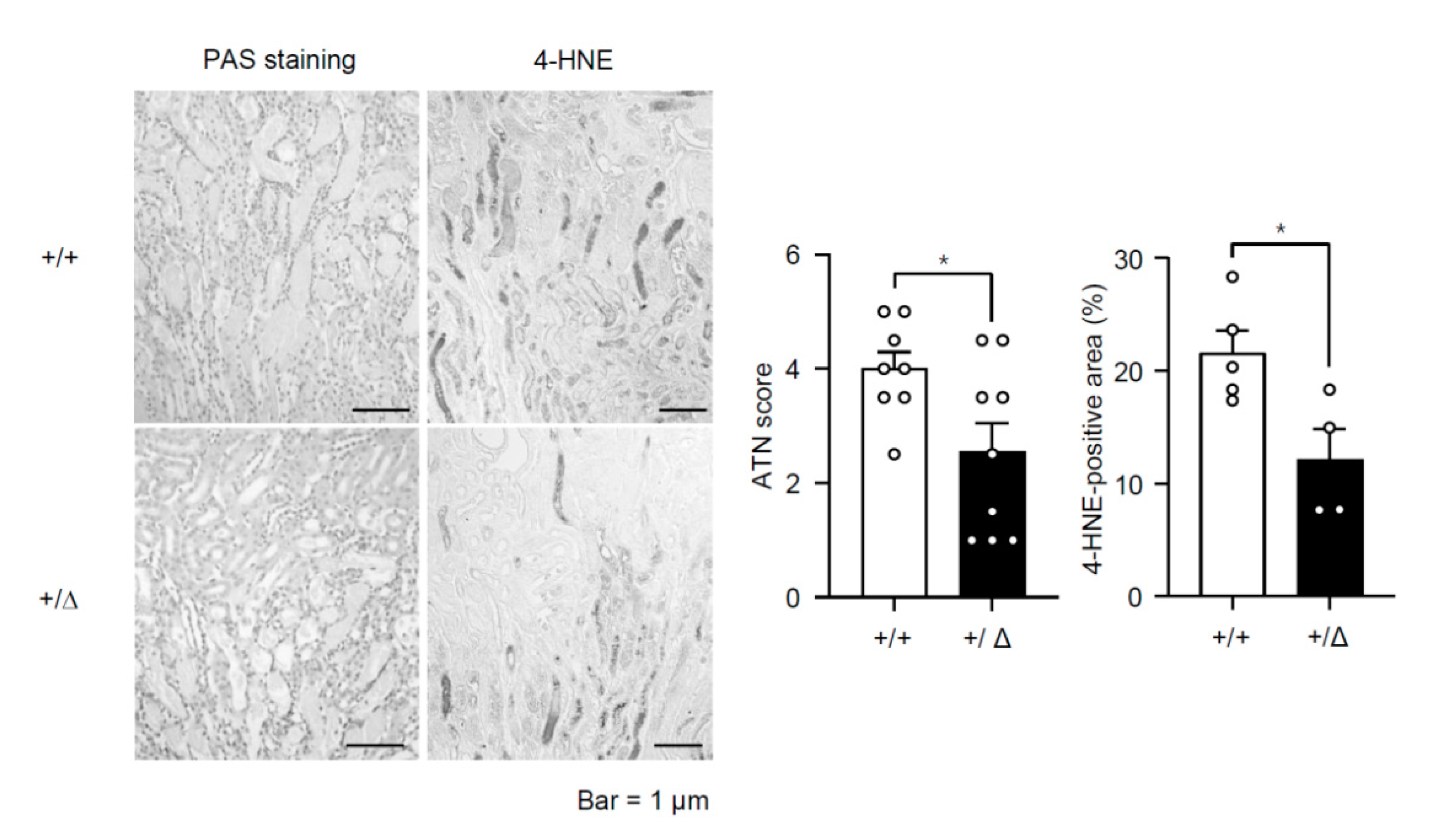 Cells 08 01284 g002 Cells 08 01284 g002